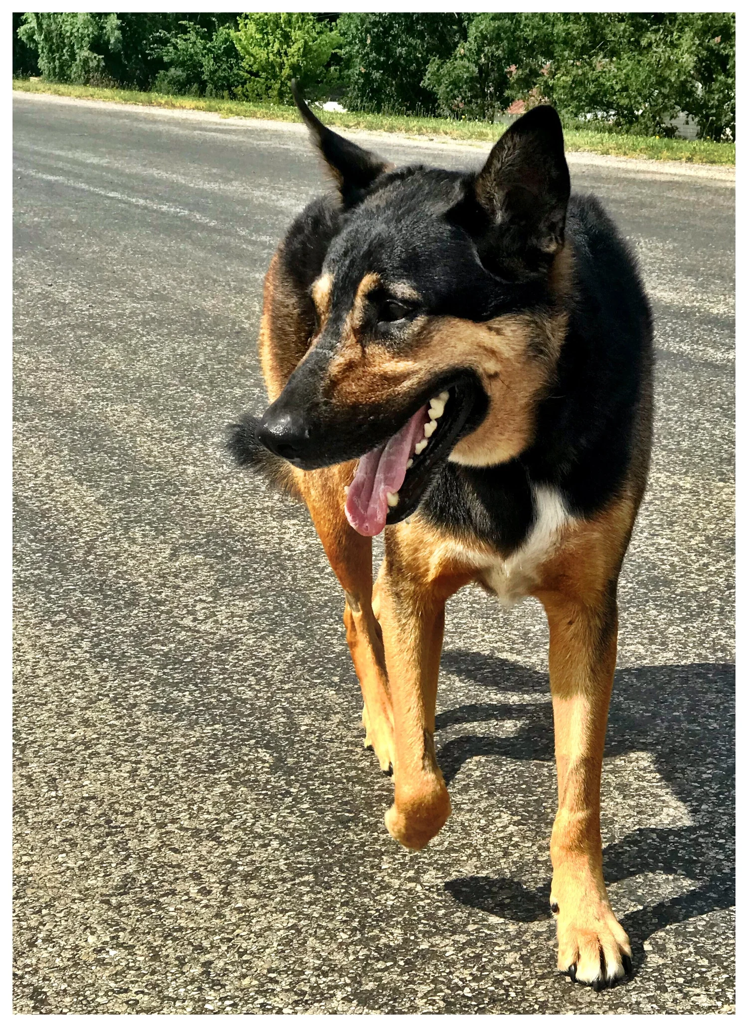 Lucky back on the road running during the Run Across America