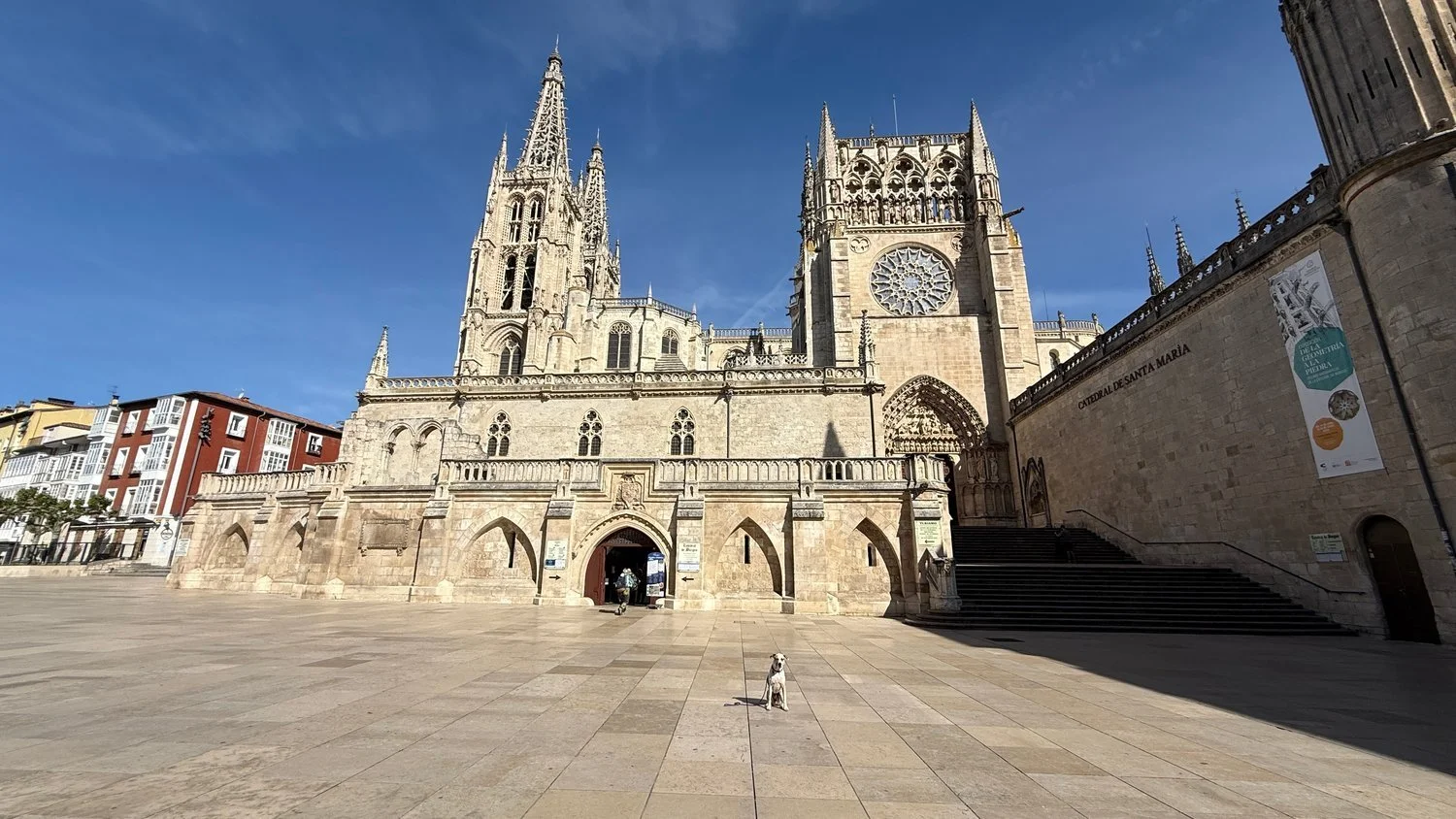 Jax, a white dog with brown ears, sitting alone on the open plaza in front of the Cathedral of Santa María in Burgos, its Gothic spires against a deep blue sky.