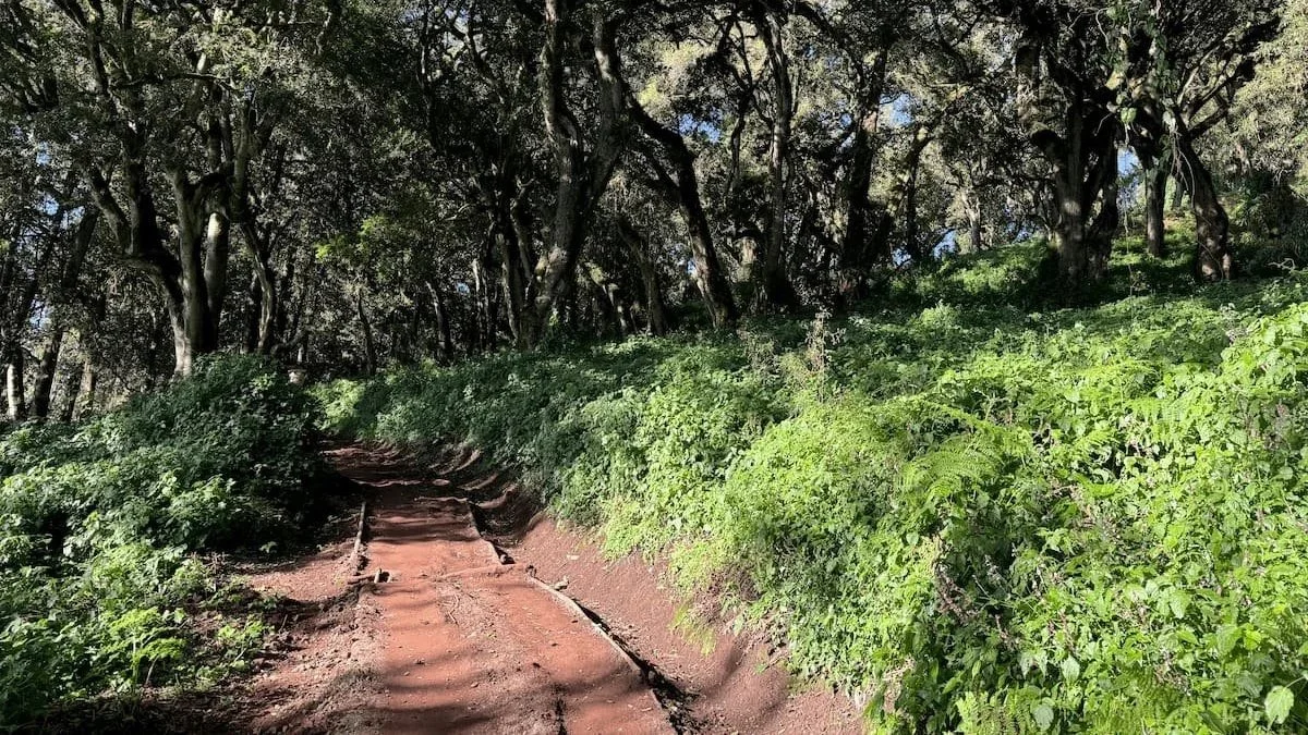 2026 Machame Route 7-Day Climb