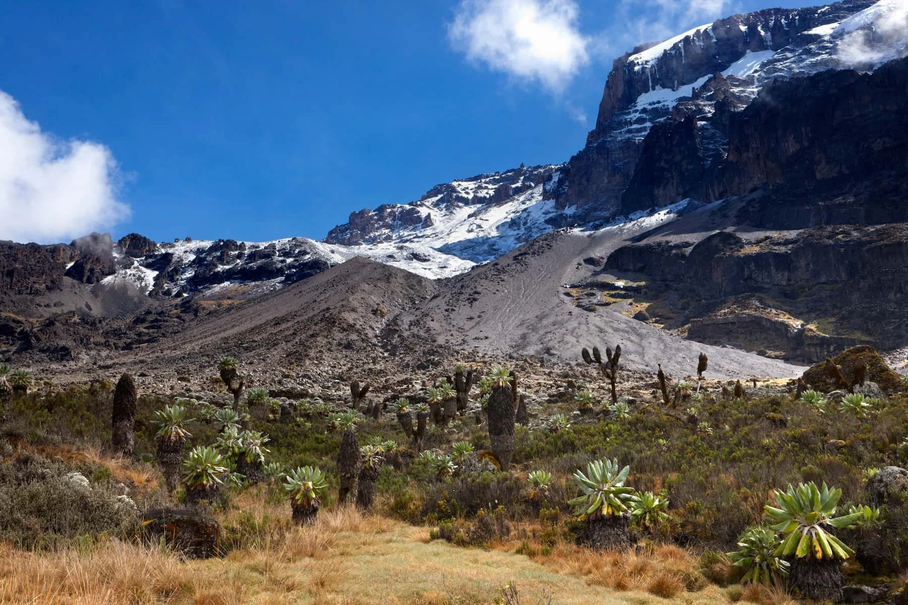 Mountain landscape with snow-capped peaks, a blue sky, and desert vegetation including cacti in the foreground.