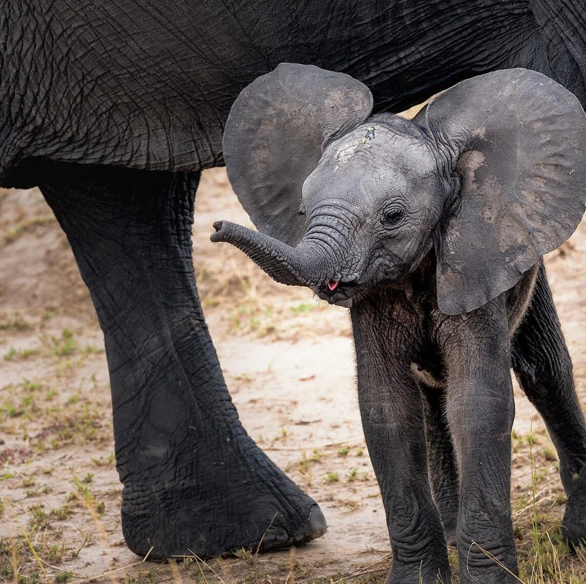 Experience the safari of a lifetime in Tanzania