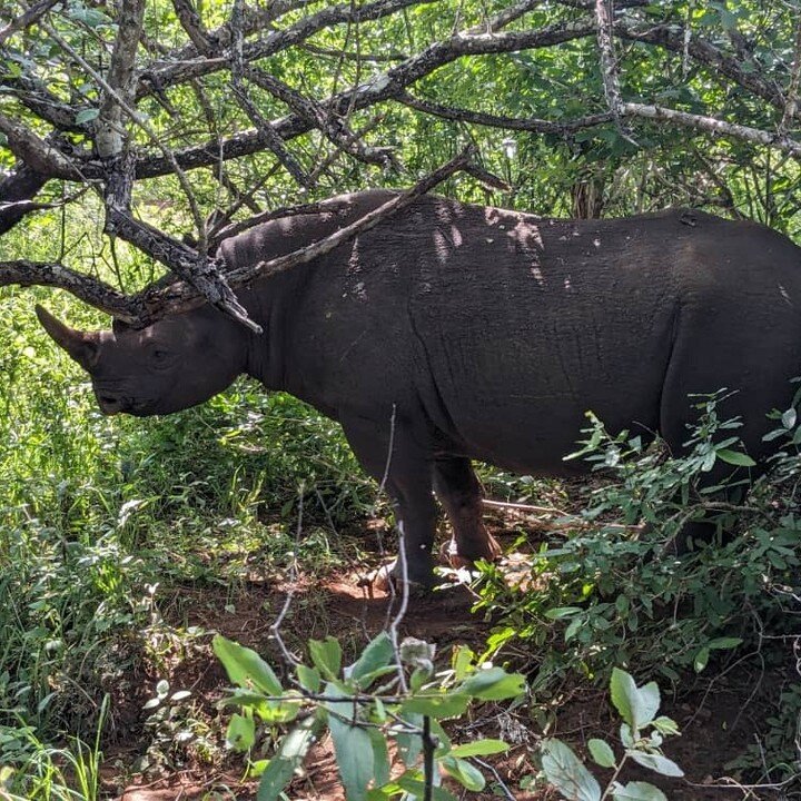 Mkomazi National Park is known as the Home of the Black rhino. See rhinos up close and personal during a visit to Mkomazi National Park and its two rhino sanctuaries. Thanks to our safari guide, Halifa Msangi, for sharing this rhino photo from his vi