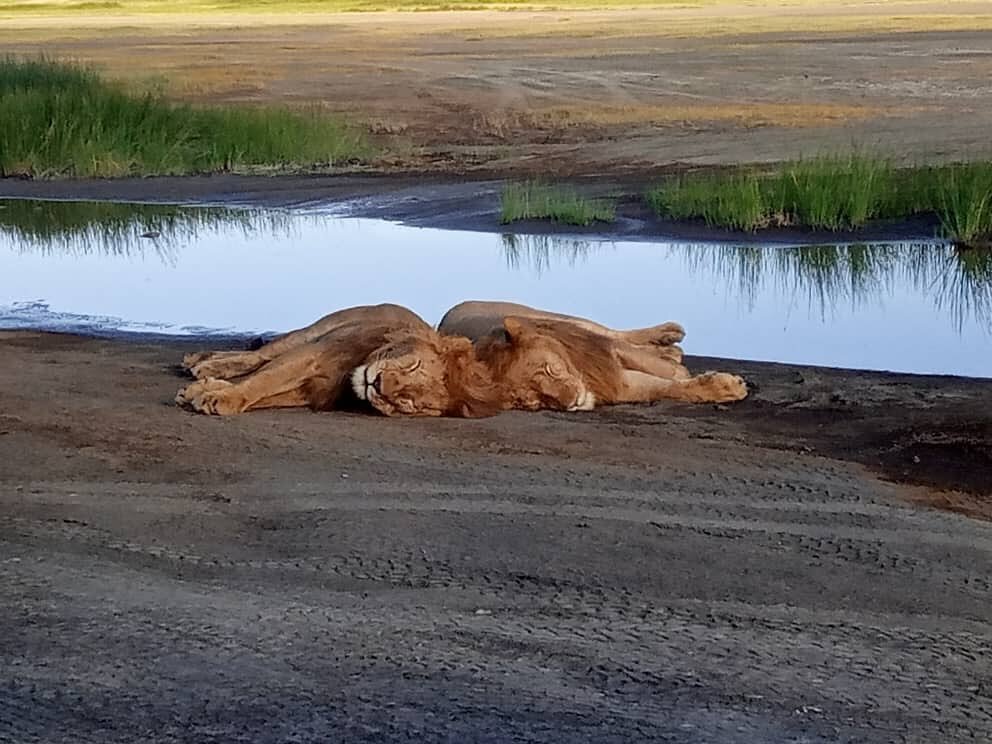 Two lions at Ndutu&rsquo;s Big Marsh this month. #lion #tanzania