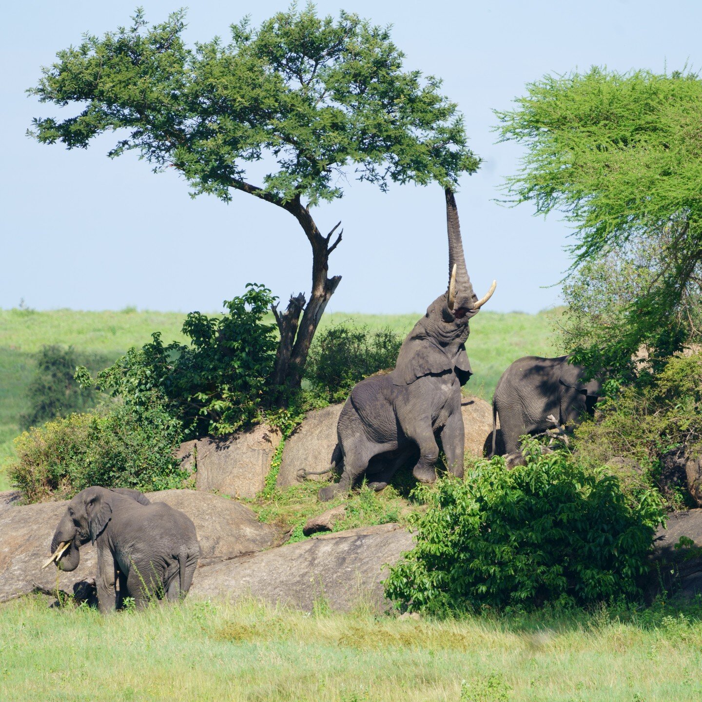 Great shot of a feeding elephant. Taken in early March in Serengeti National Park. #serengeti #elephant