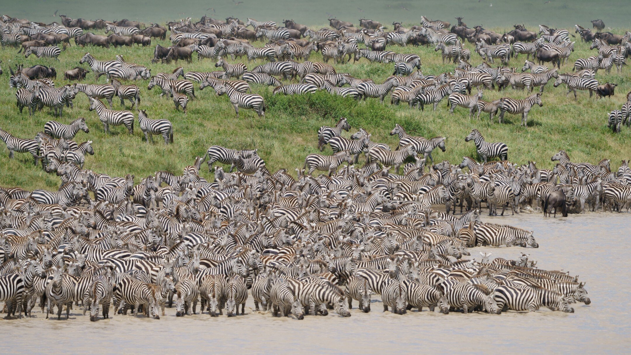 March zebra migration! Thanks to Harold for sharing this image from his safari with Isack Msuya! #zebra #migration #tanzania
