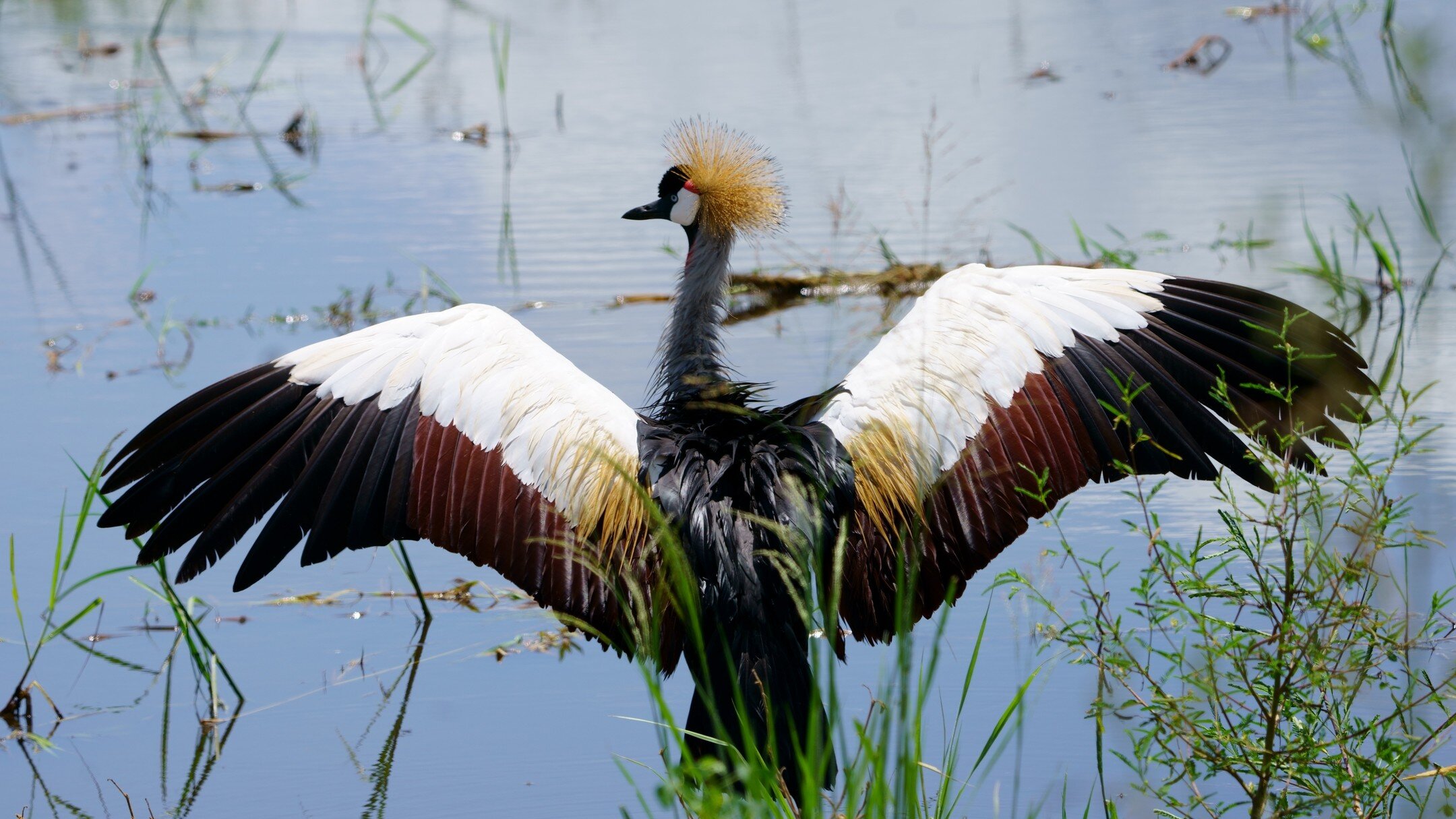 Check out this beautiful Grey crowned crane from a March safari. This bird occurs from Kenya to South Africa and is the national bird of Uganda, appearing on its flag. #crownedcrane #uganda #safari #wings