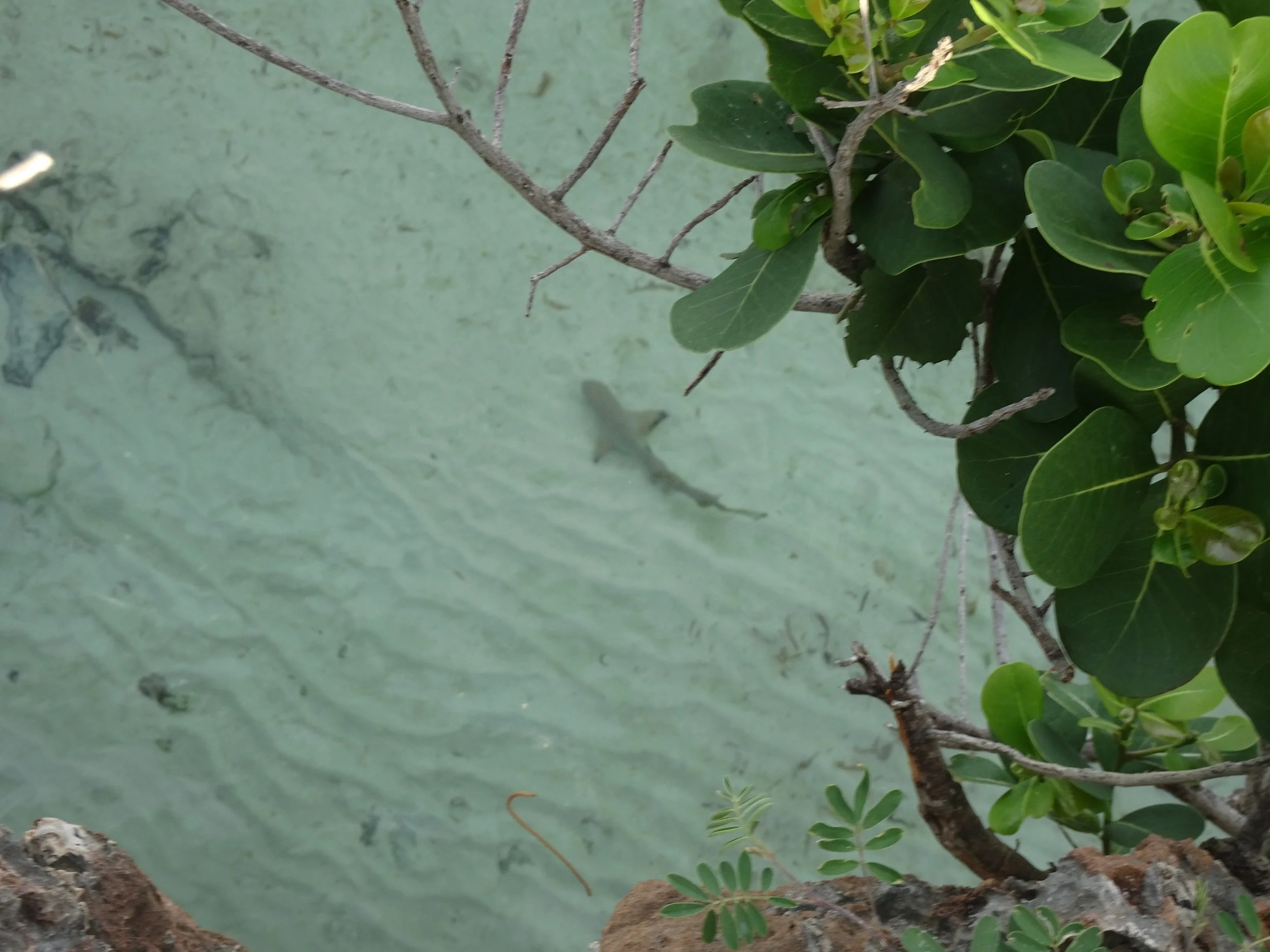 Blacktip Reef Shark.JPG