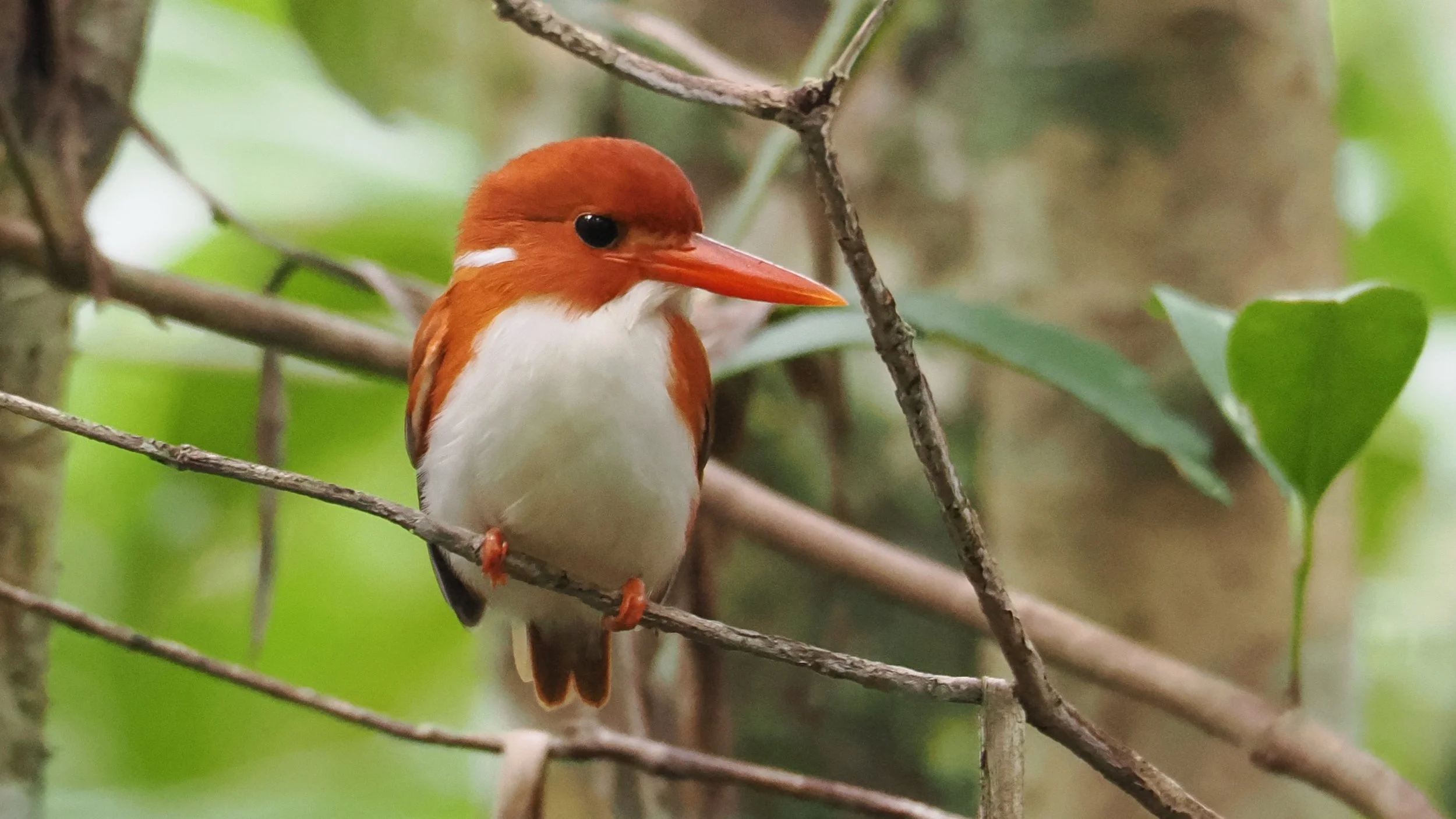 GabiFehr_Kingfisher, Madagascar Pygmy (2).JPG