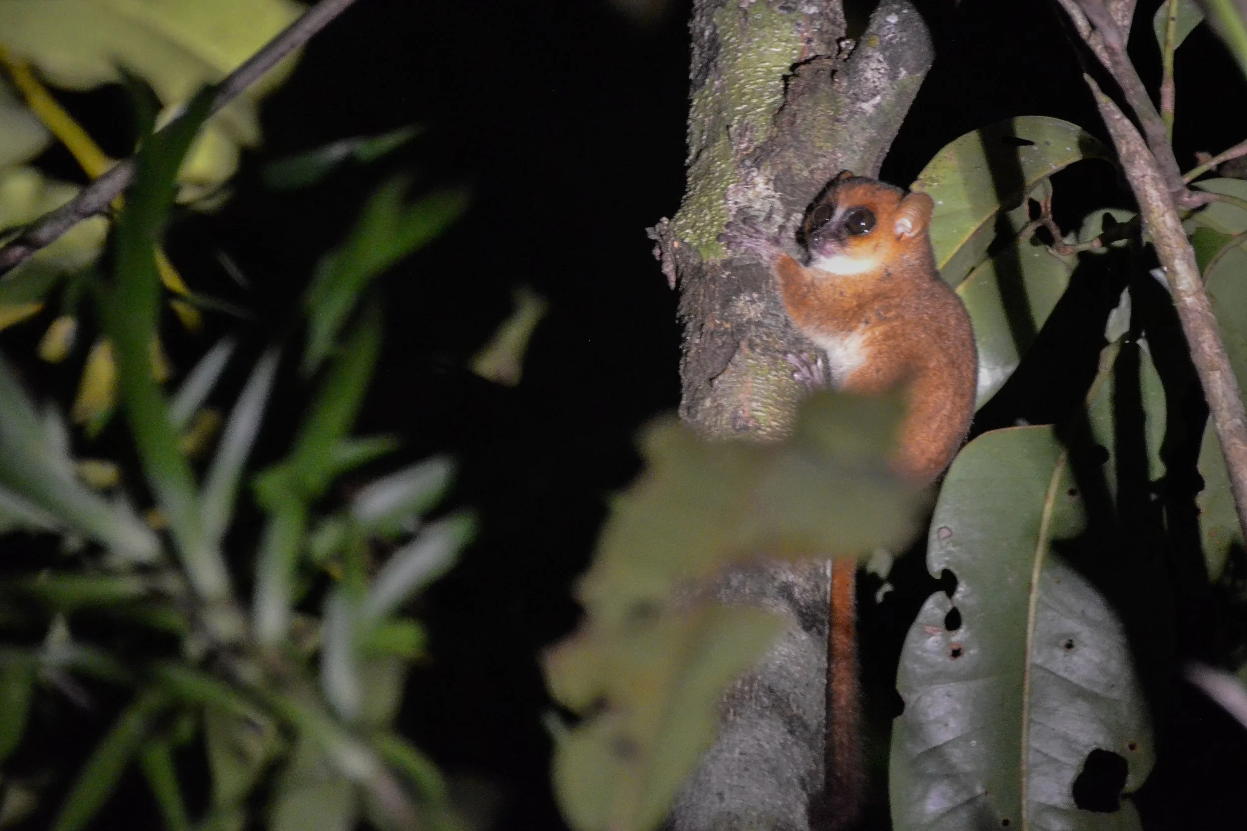 ChrisRoche_lemur, mouse sp.JPG