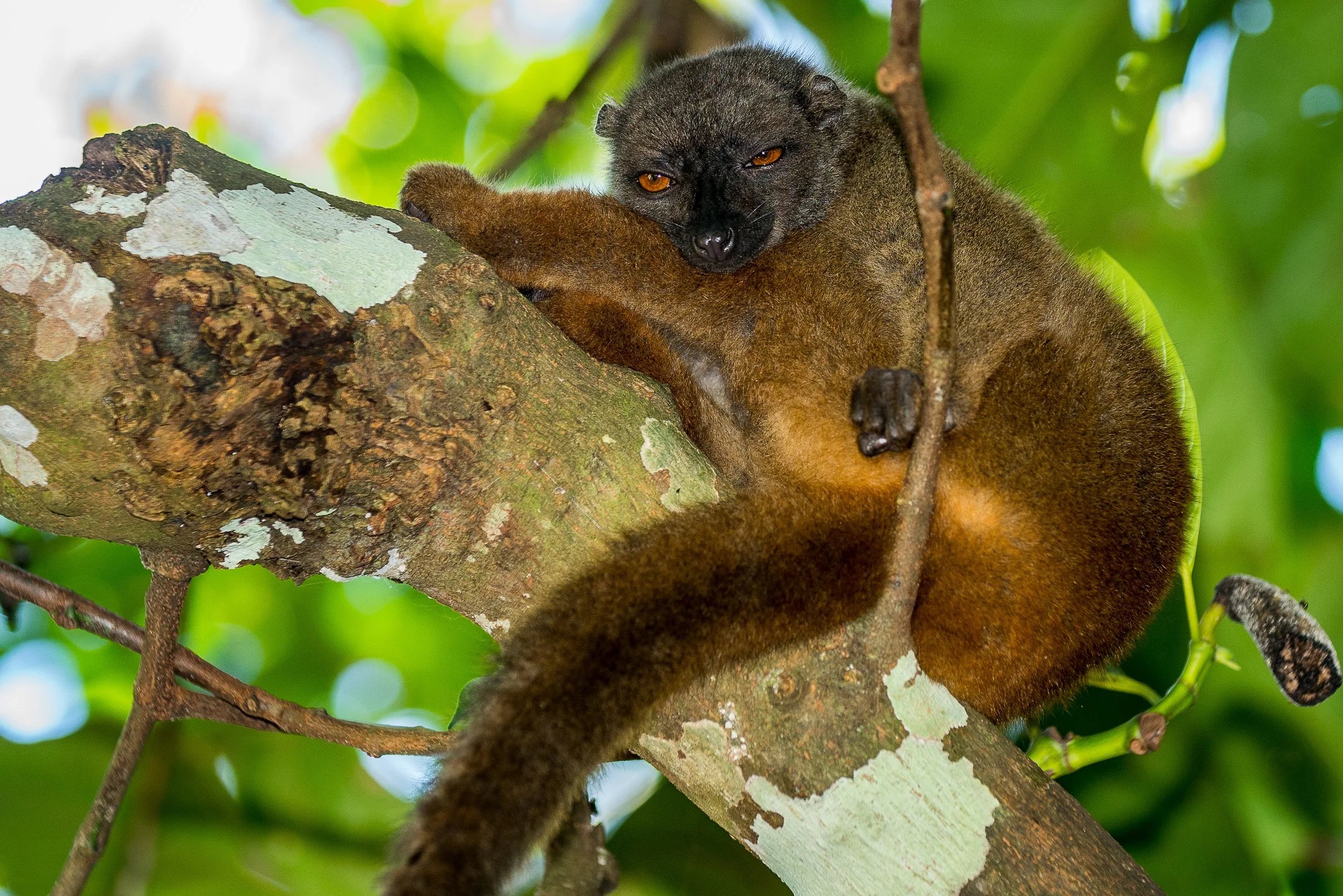 ChrisScarffe_lemur, white-fronted brown (2).JPG