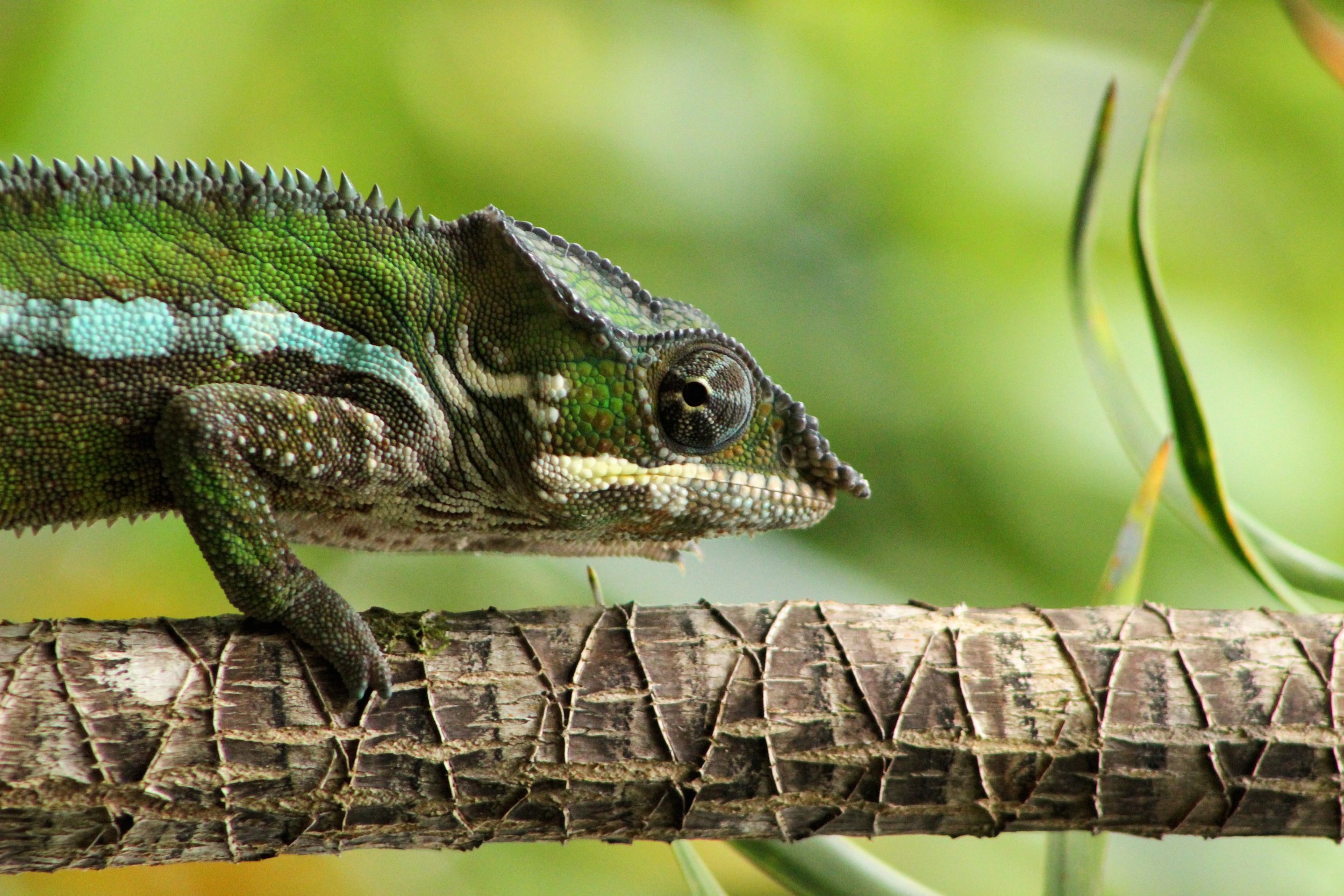 KCHawkins_chameleon, panther (1).JPG