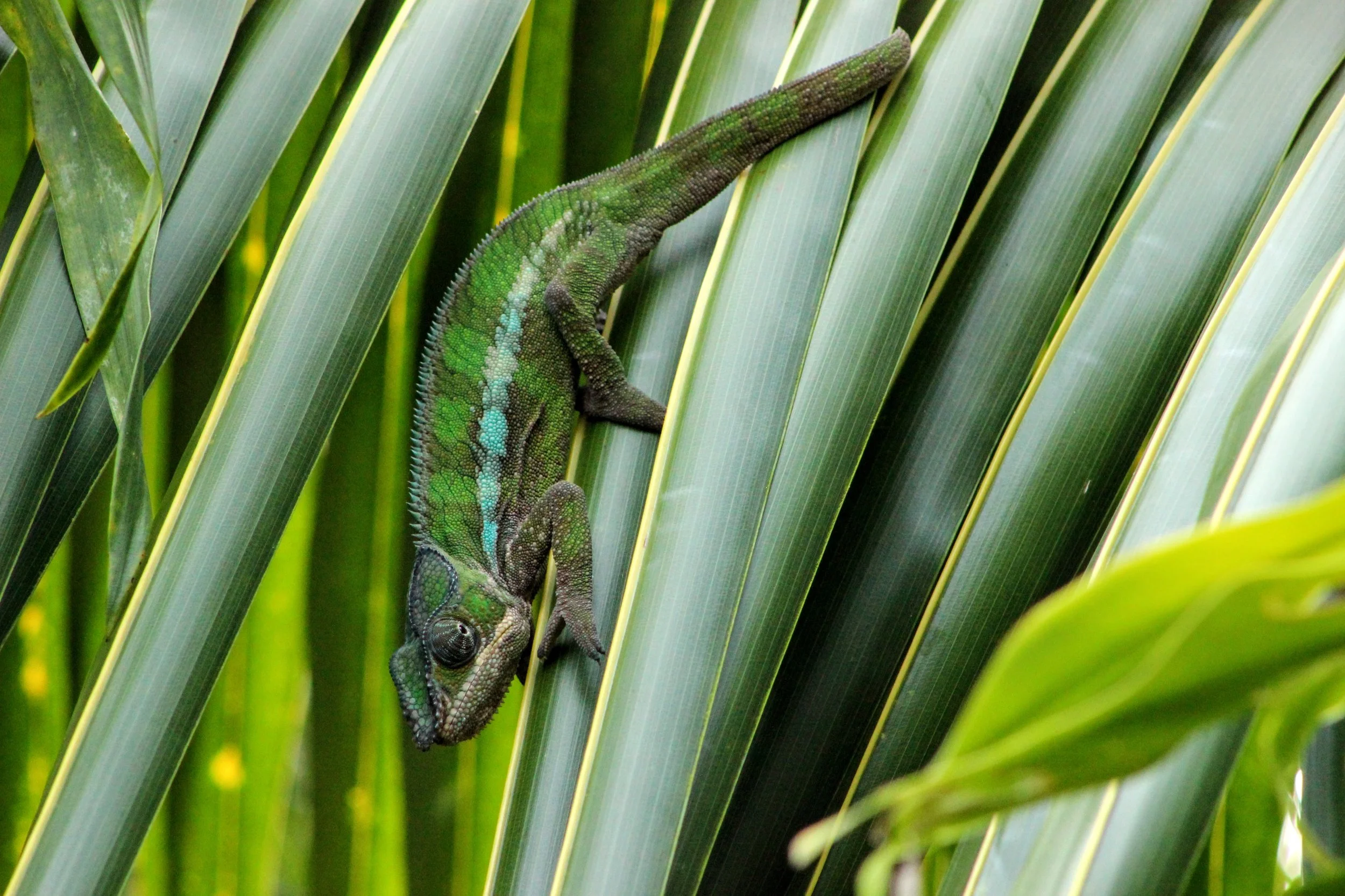 KCHawkins_chameleon, panther (2).JPG
