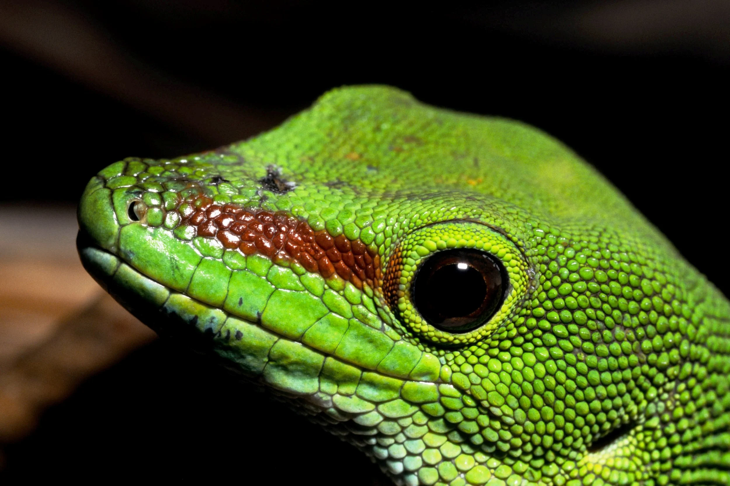 MFL_Phelsuma madagascariensis (1).JPG