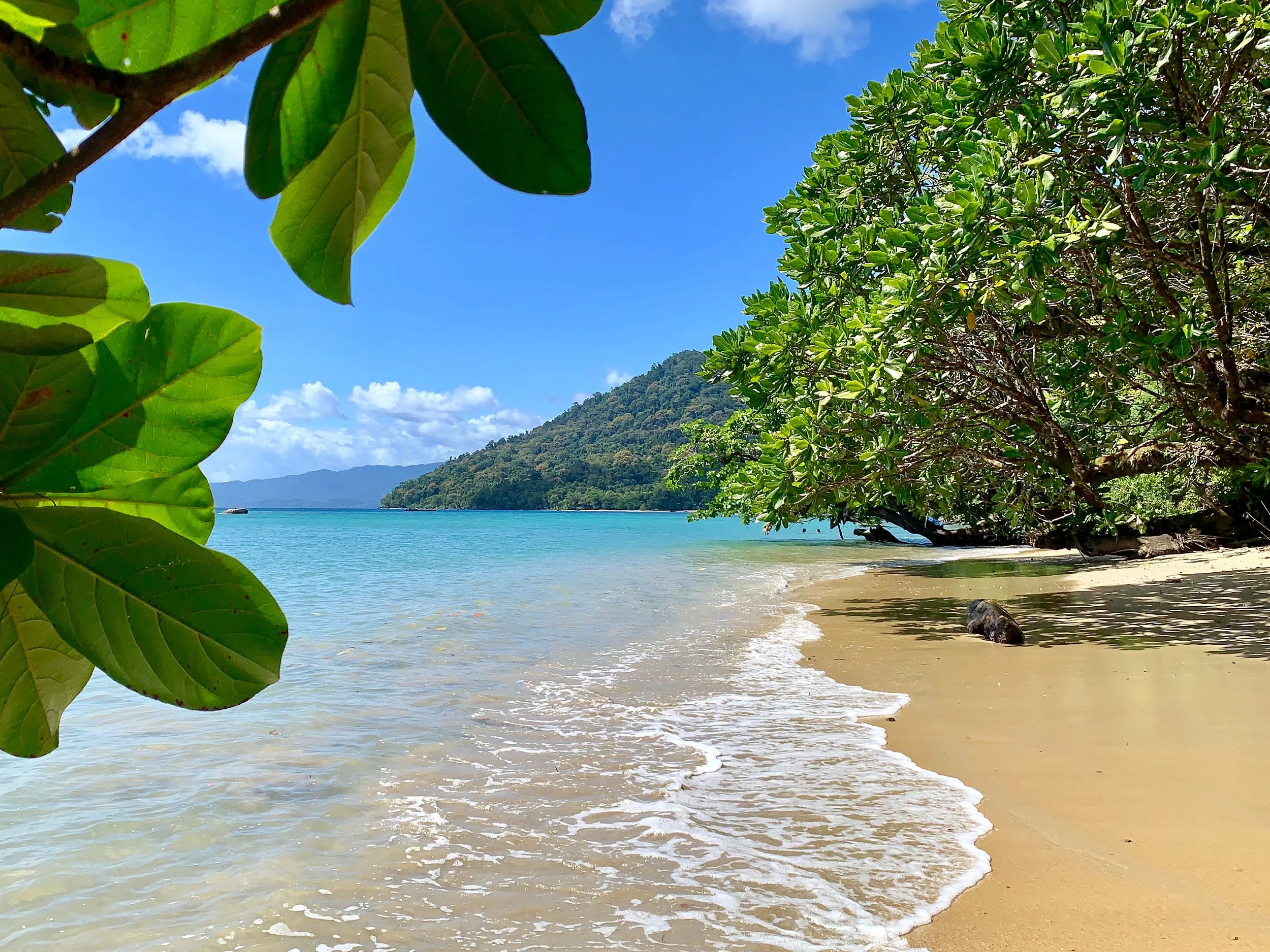 MFL_beach and forest.JPG