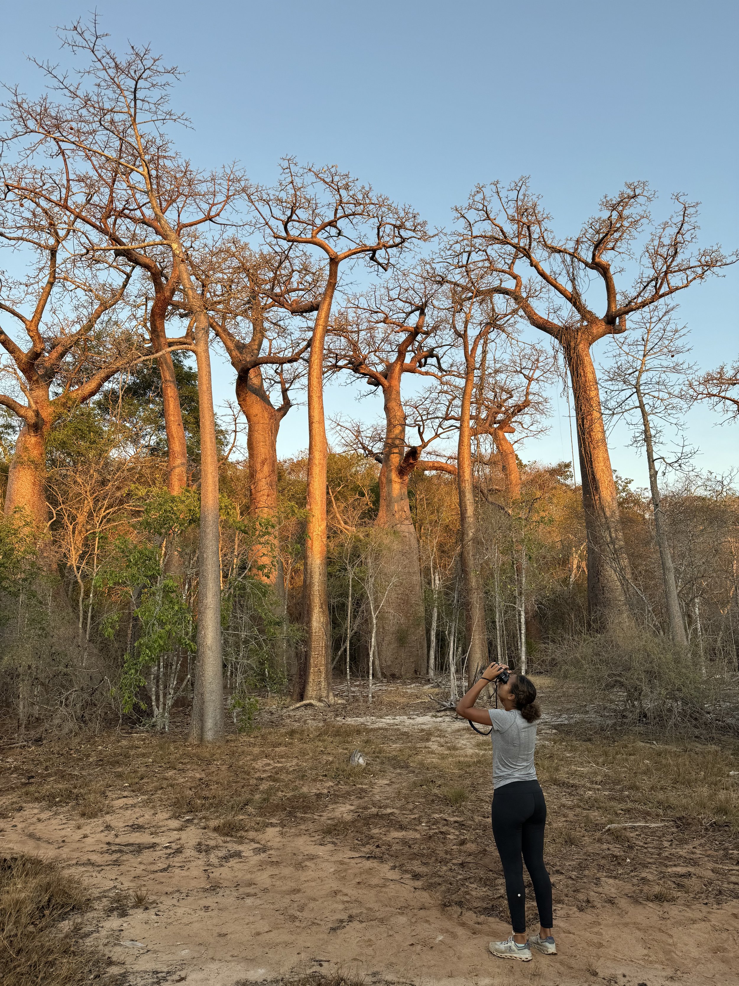 birdwatching in the baobabs.jpeg