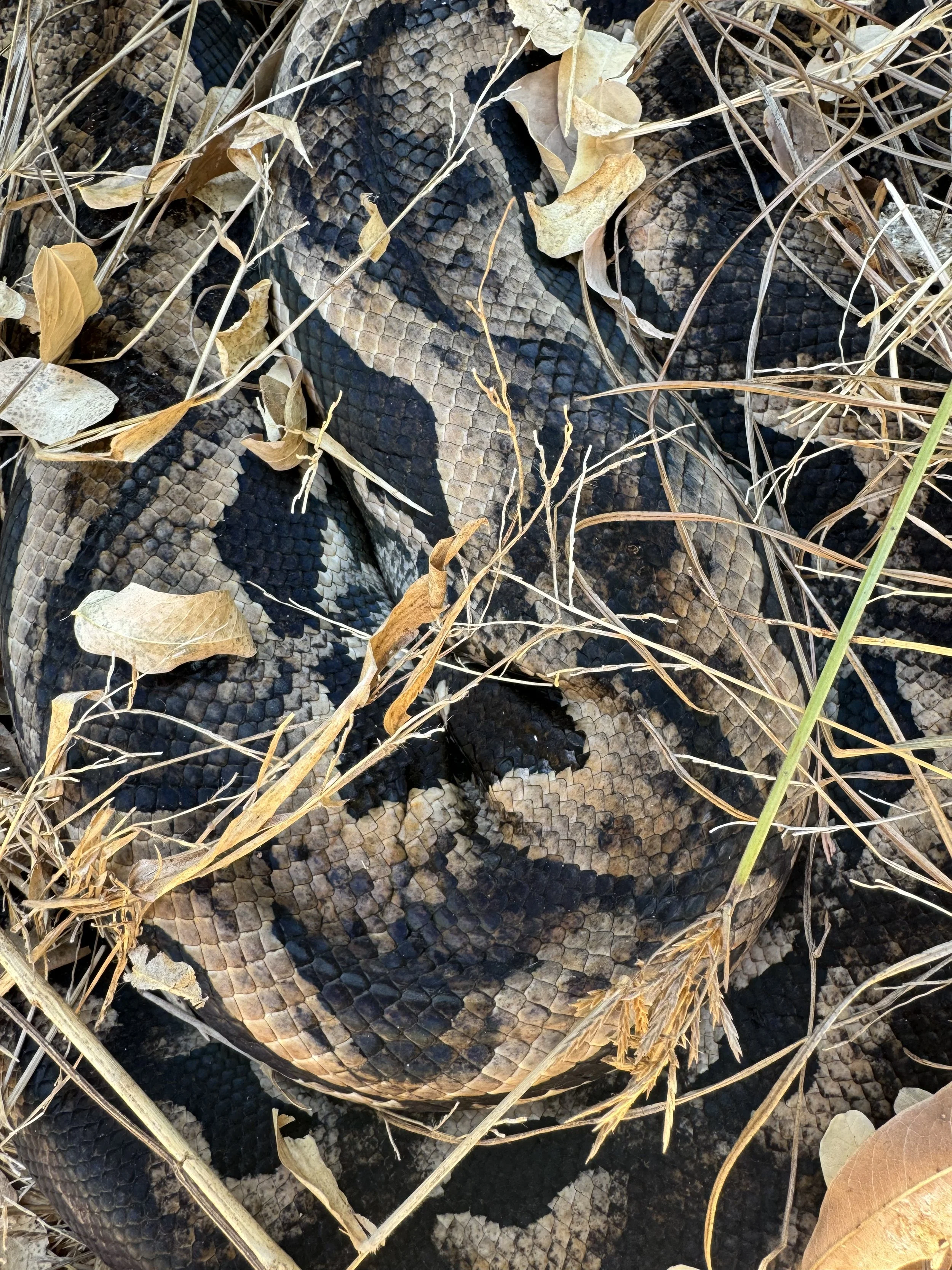 Madagascar ground boa.jpeg