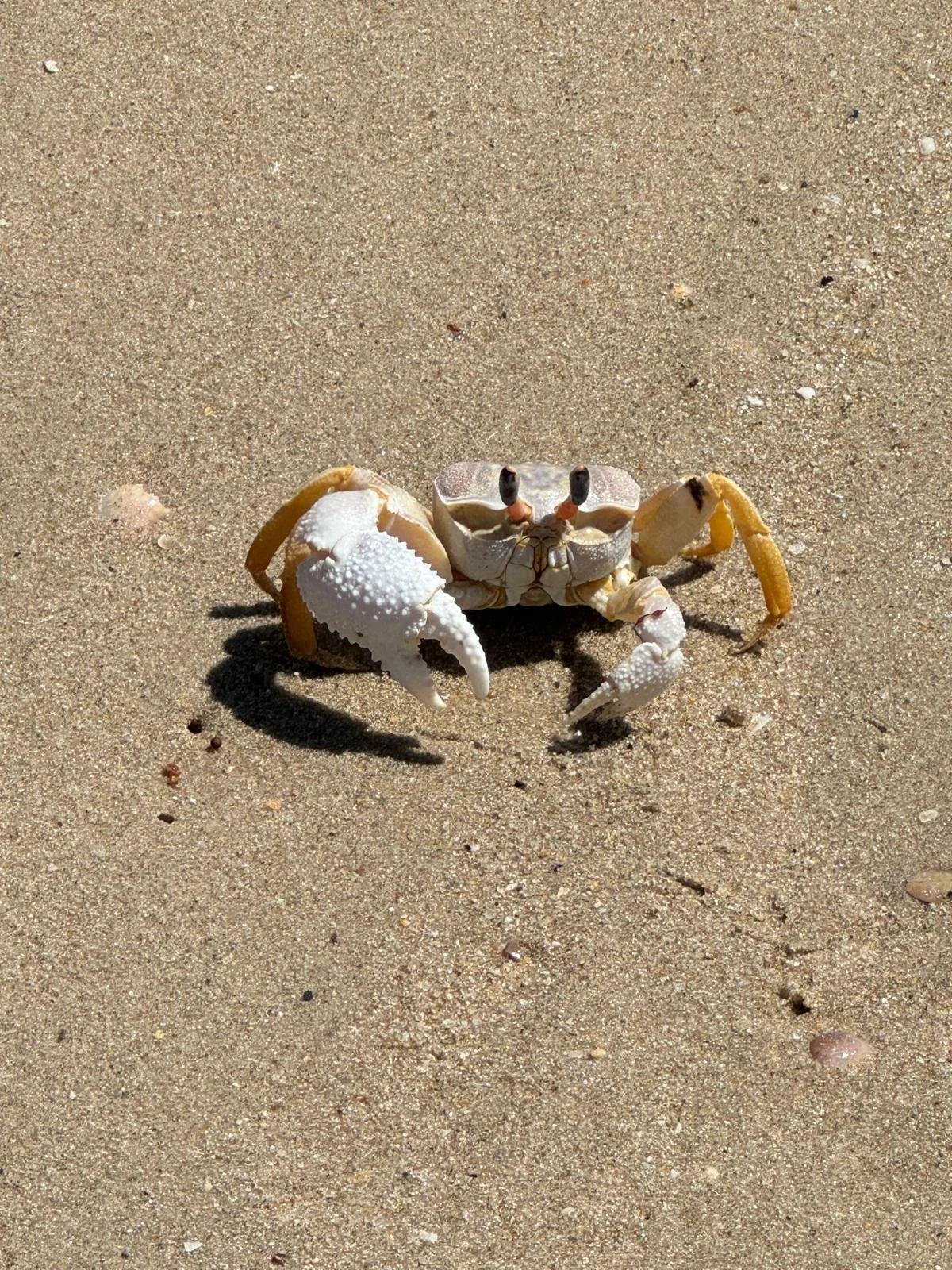 WhatsApp Image 2024-12-10 at 10.18.01.jpeg