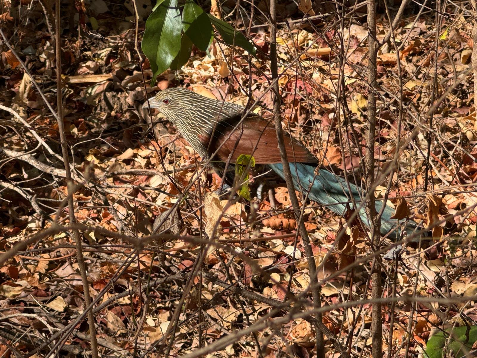 WhatsApp Image 2024-12-10 at 10.18.02.jpeg