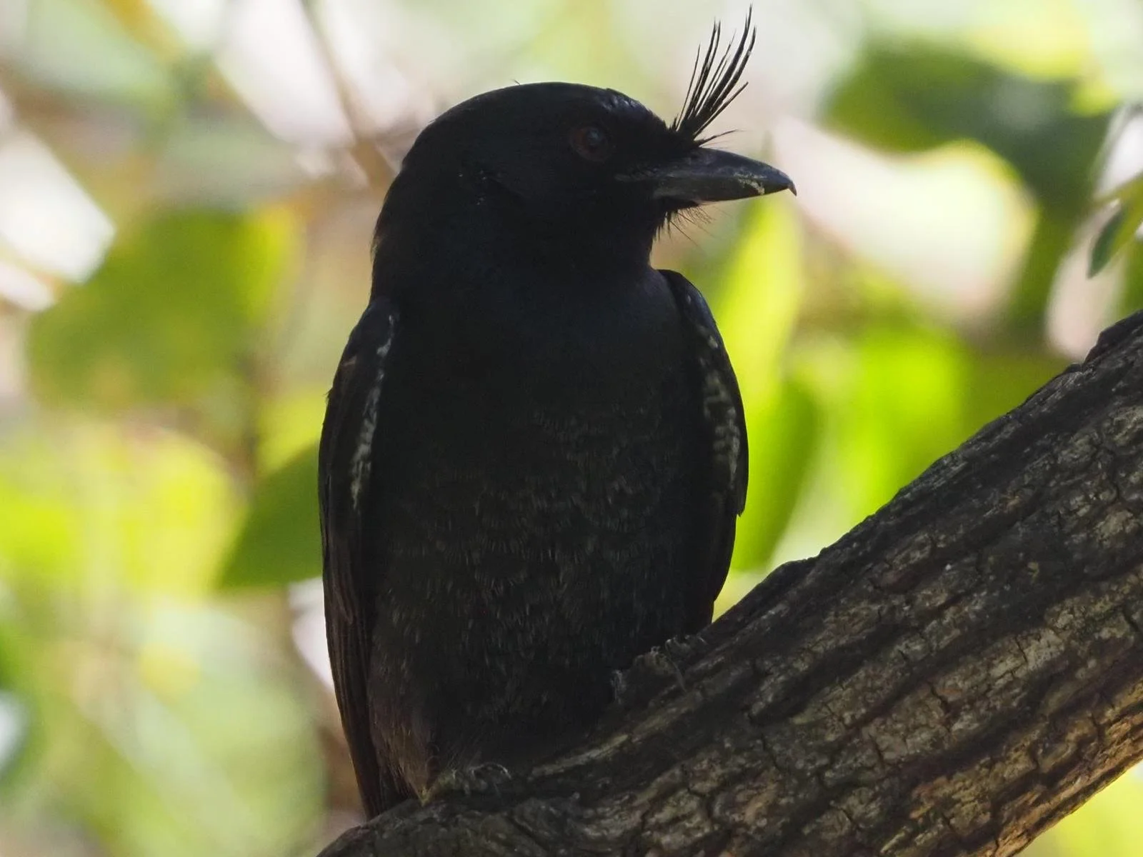 WhatsApp Image 2024-12-10 at 10.57.10 (1).jpeg