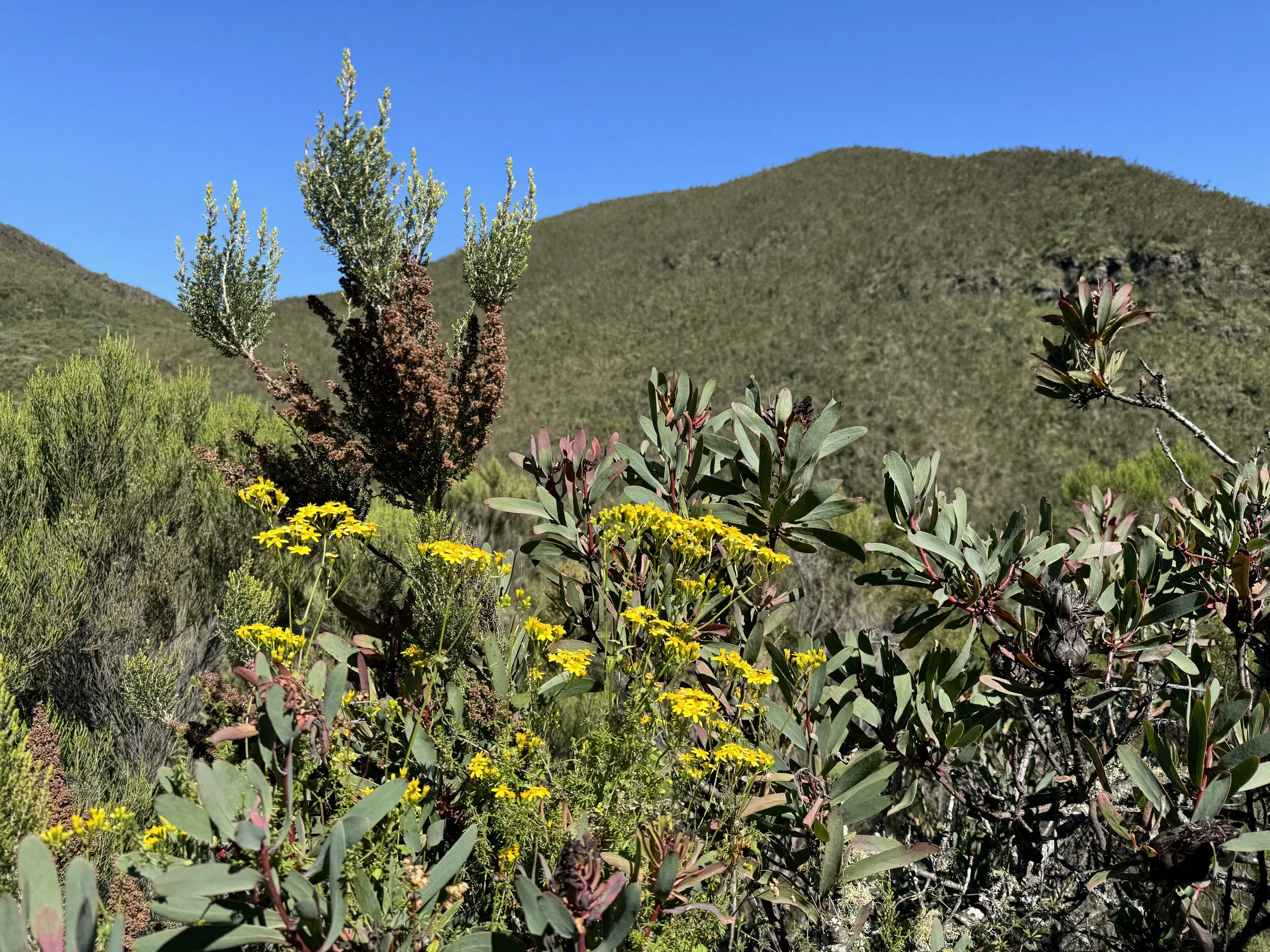 2026 Lemosho Route 8-Day Climb