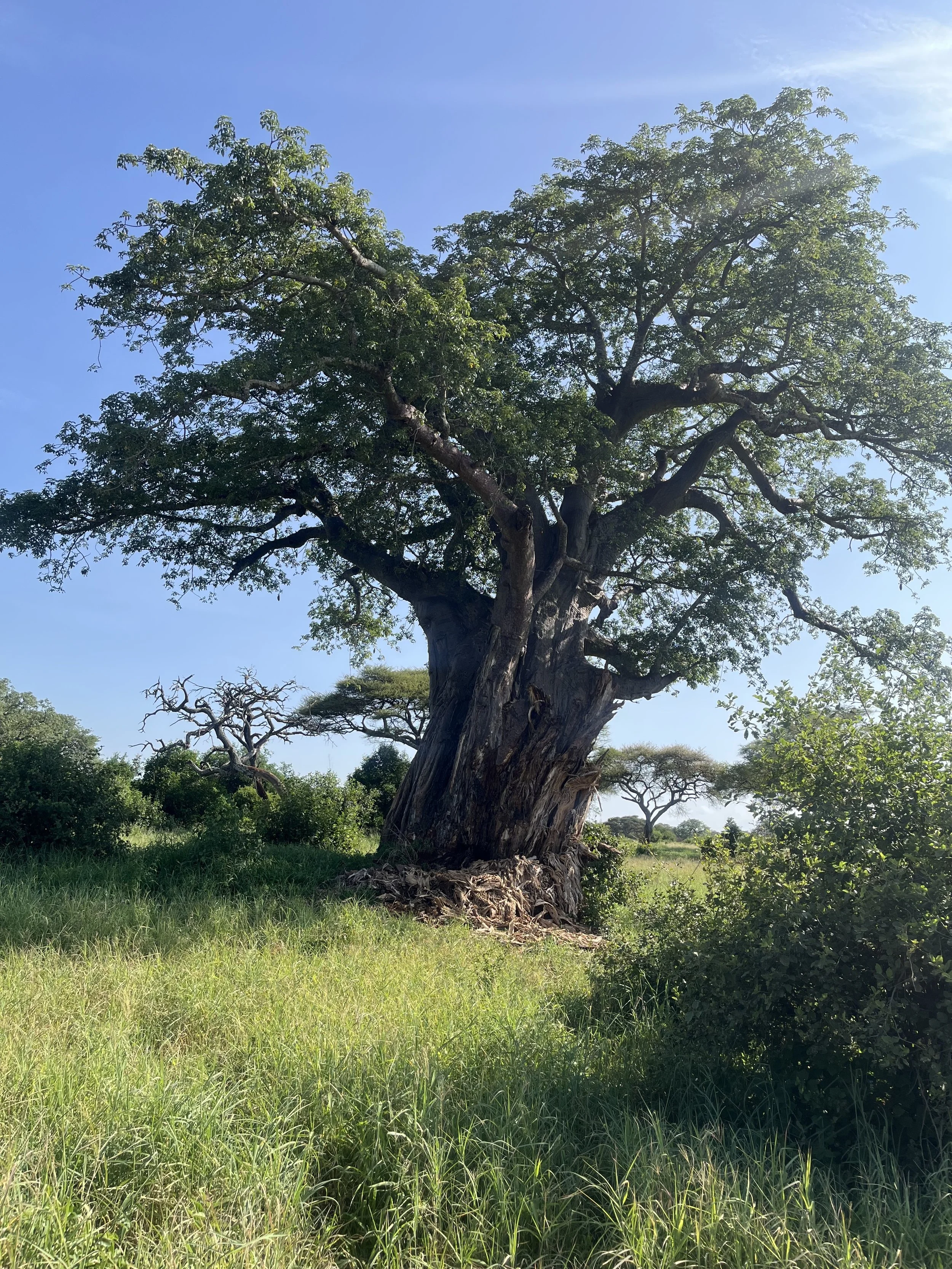 baobab.jpg
