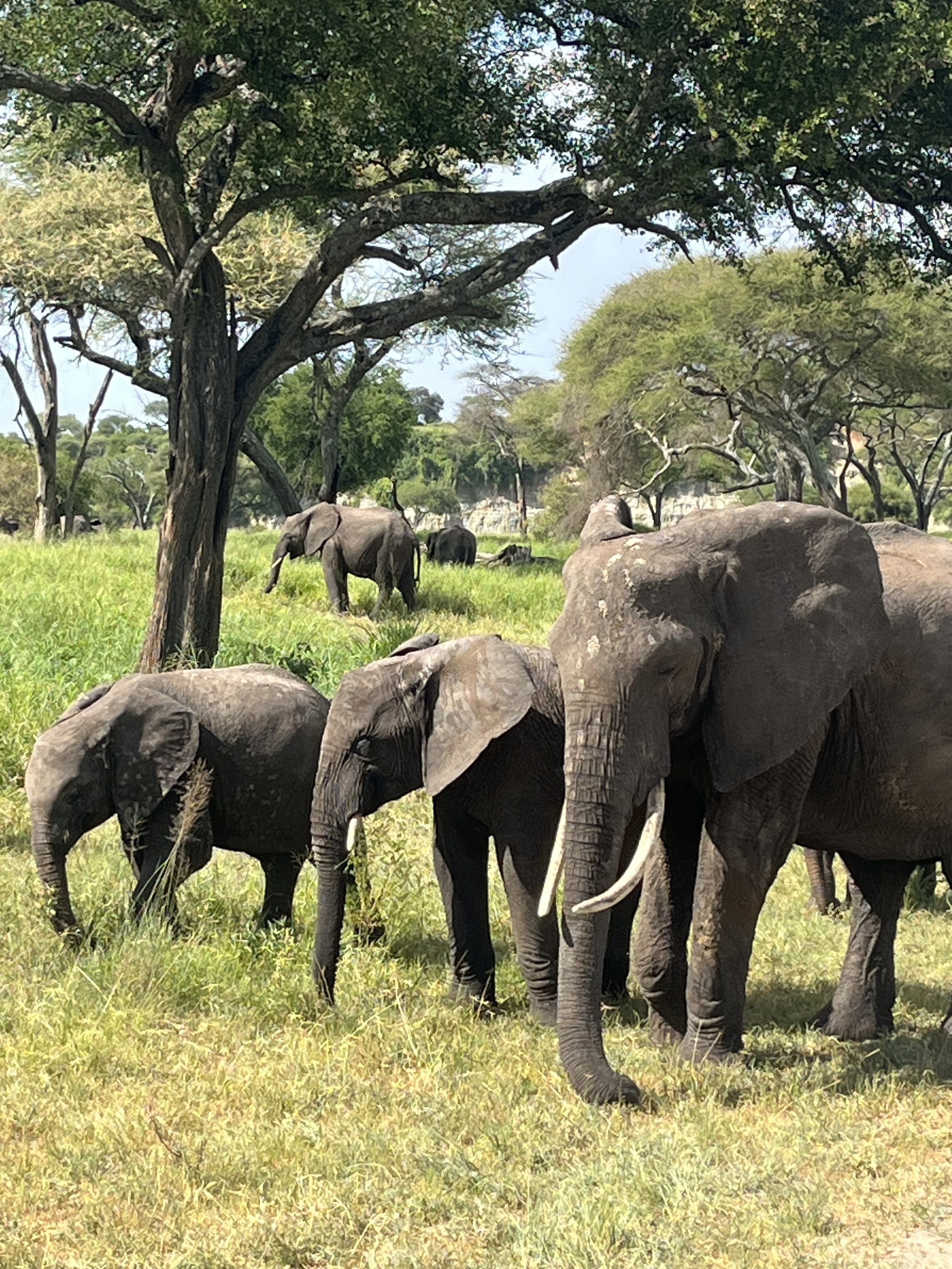 good elephant photo.jpg
