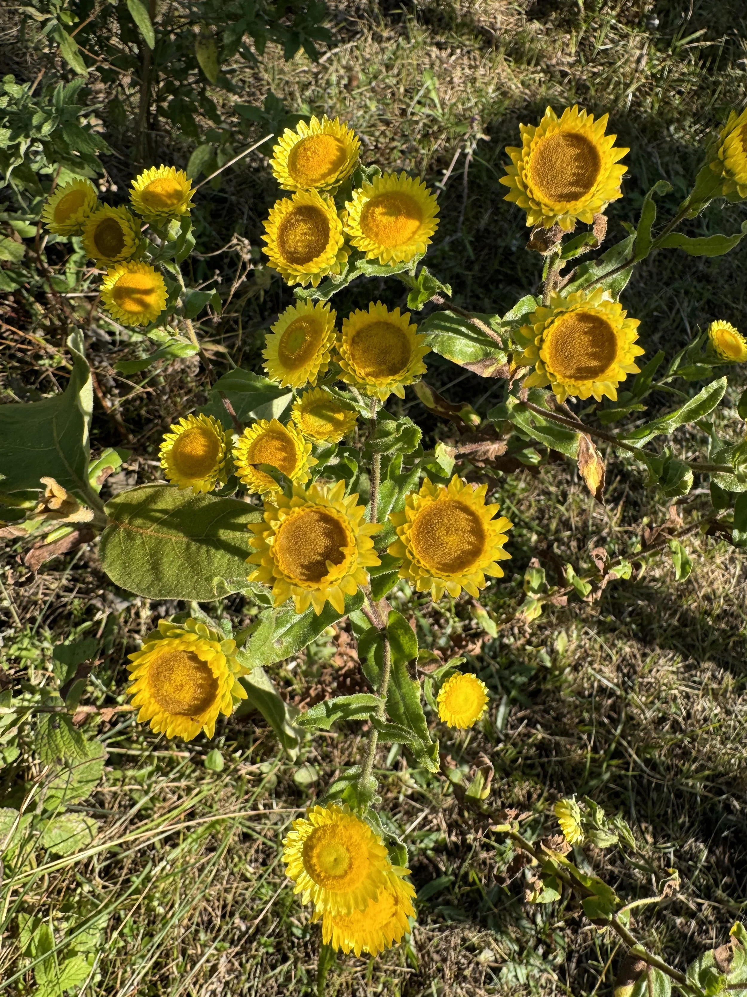 IMG_8824.jpeg