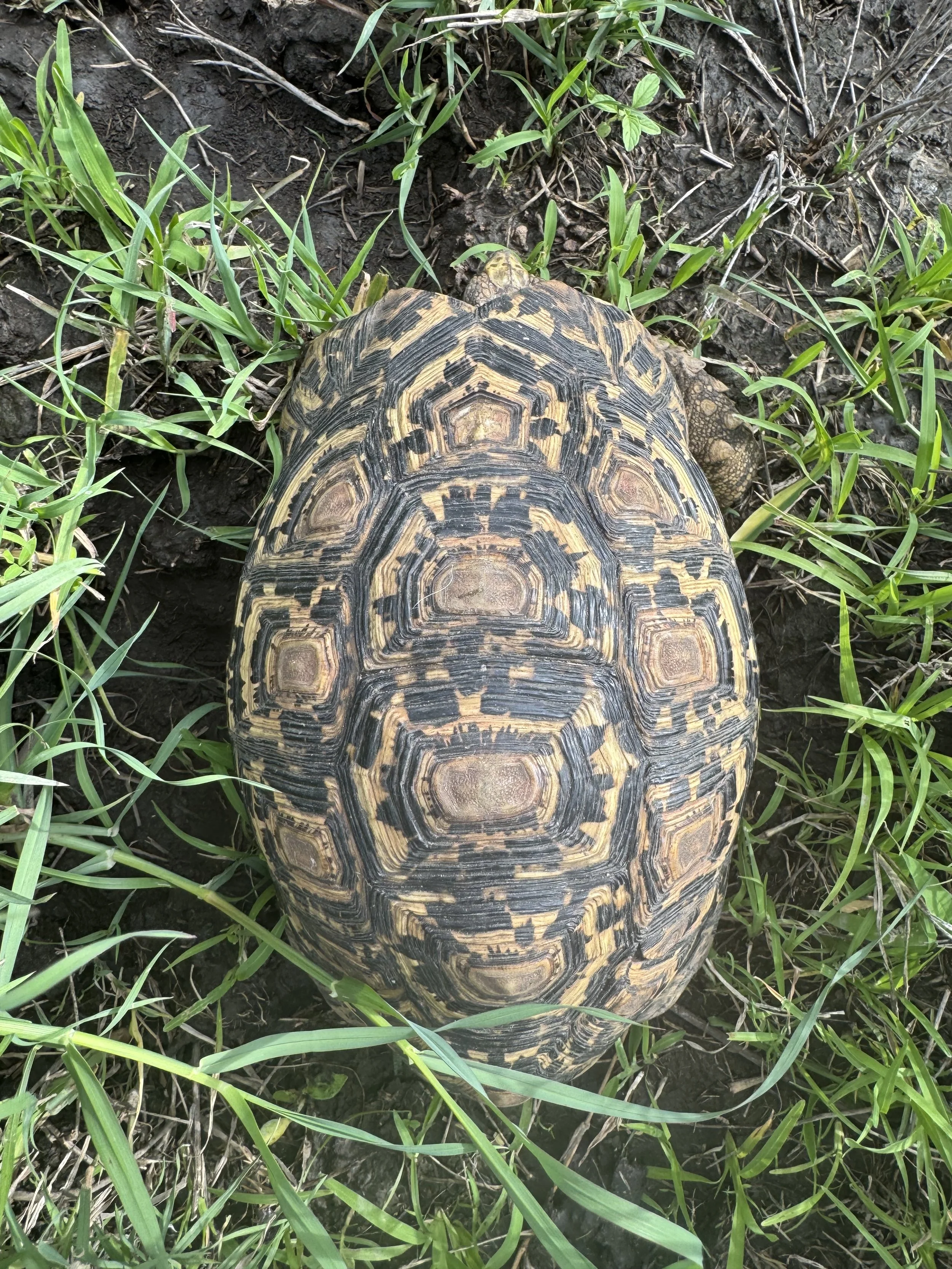 Leopard tortoise