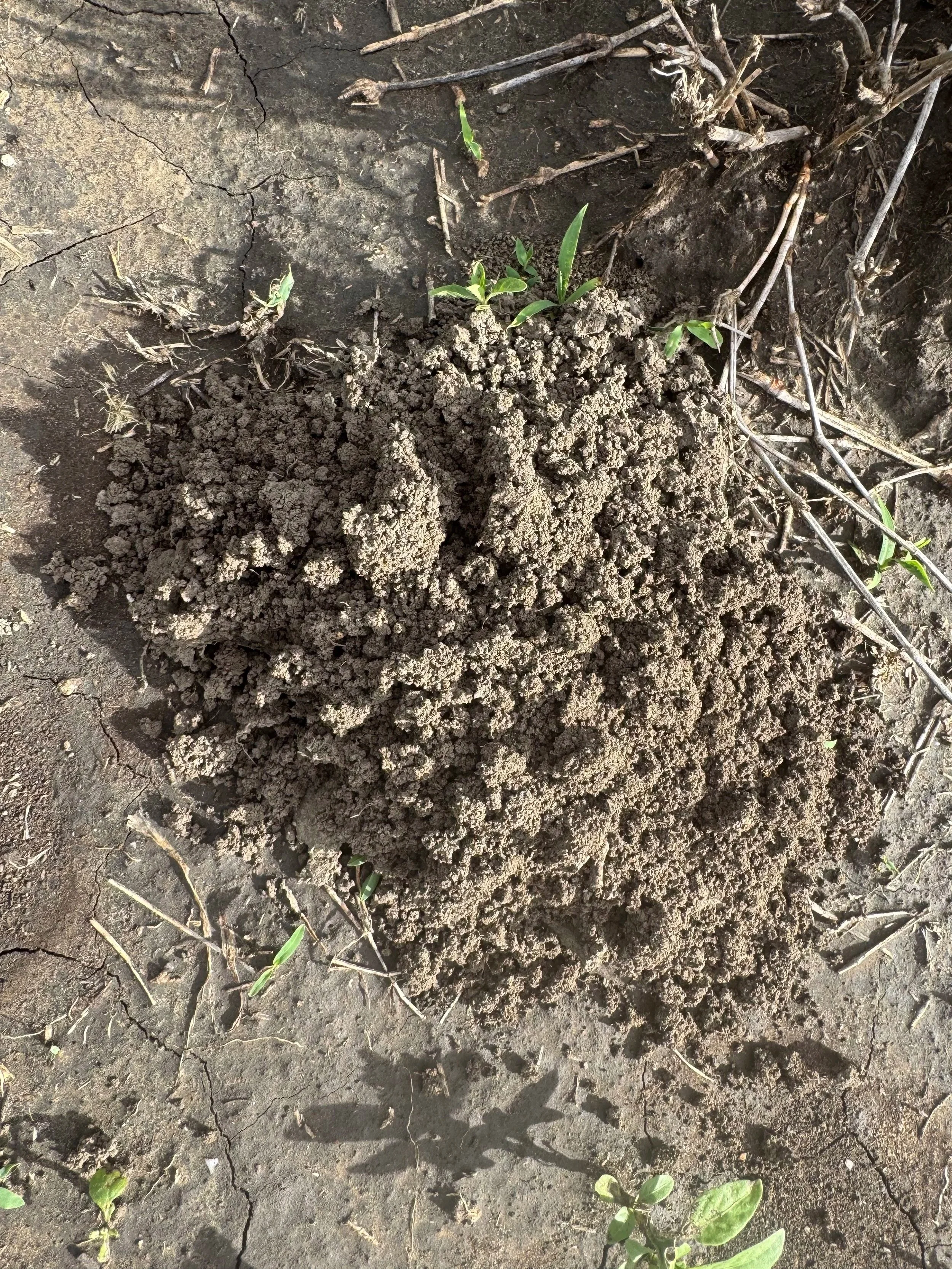 Harvester termite pile