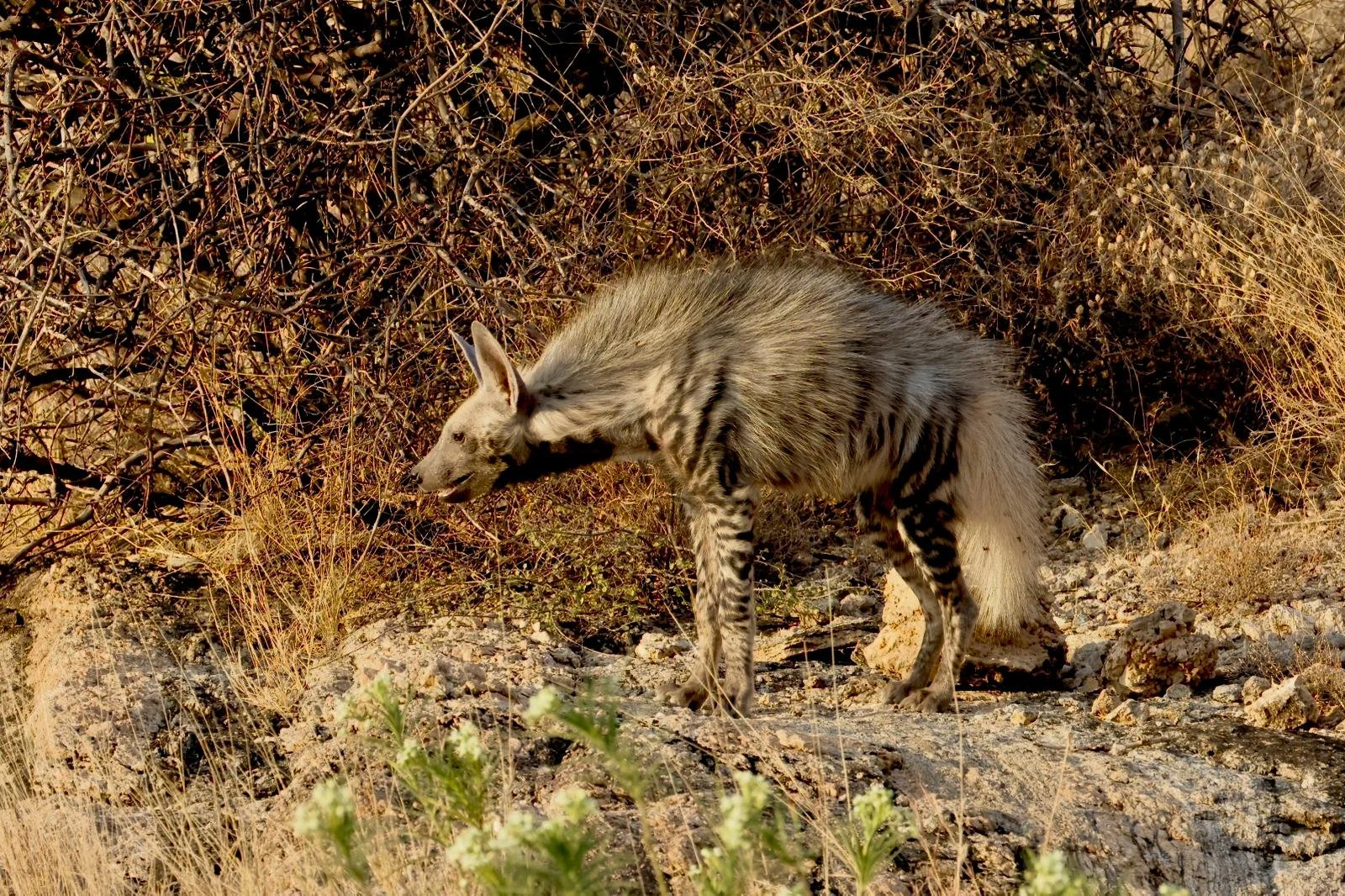 WhatsApp Image 2025-09-29 at 08.08.33.jpeg