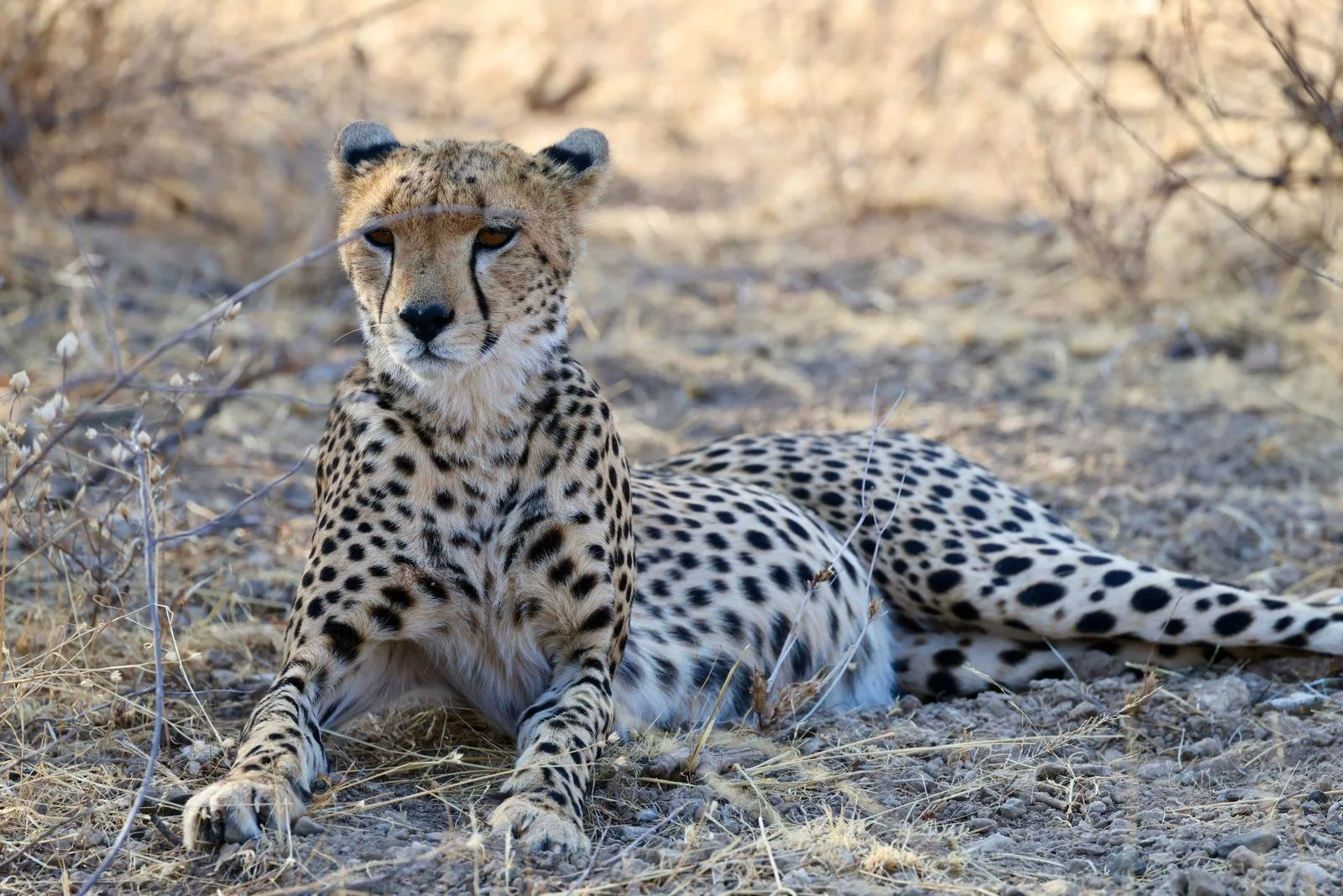 WhatsApp Image 2025-09-29 at 08.08.34.jpeg