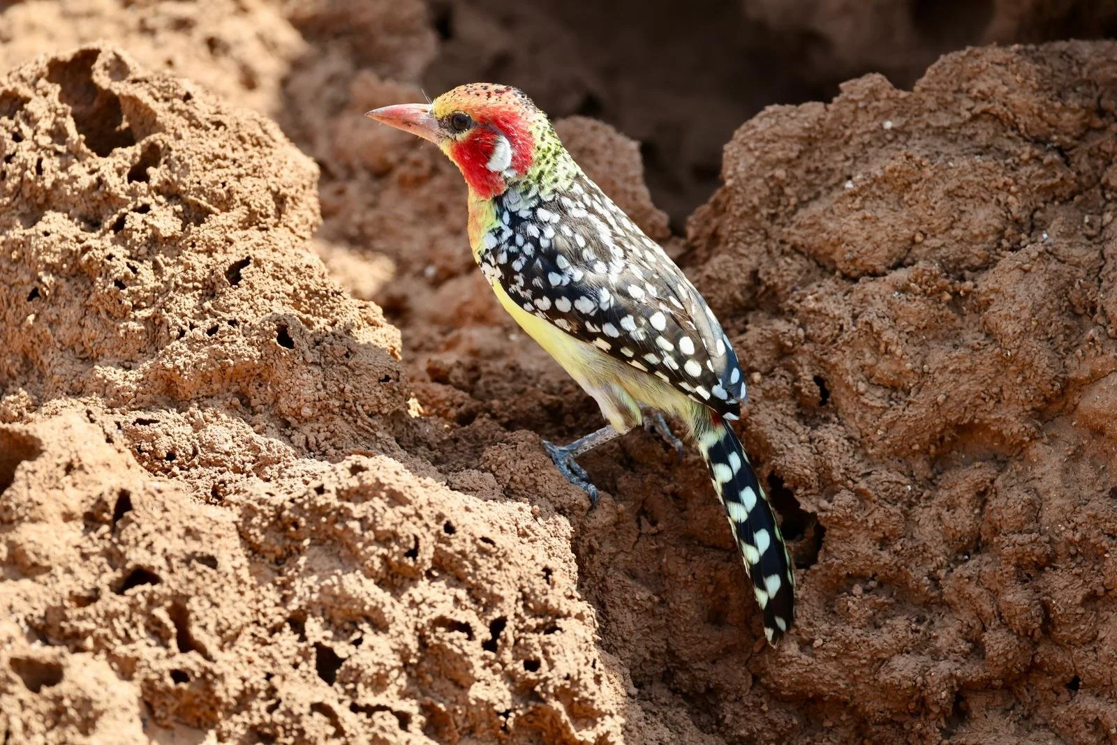 WhatsApp Image 2025-09-29 at 08.08.35.jpeg