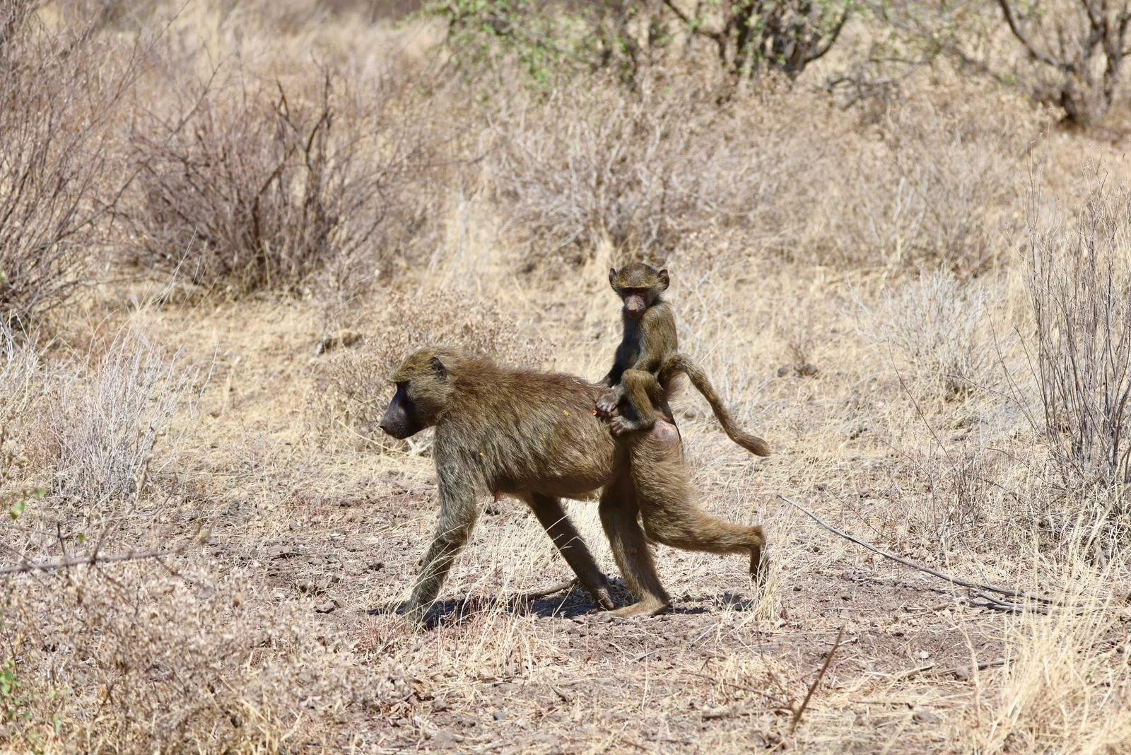 WhatsApp Image 2025-09-29 at 08.08.36.jpeg