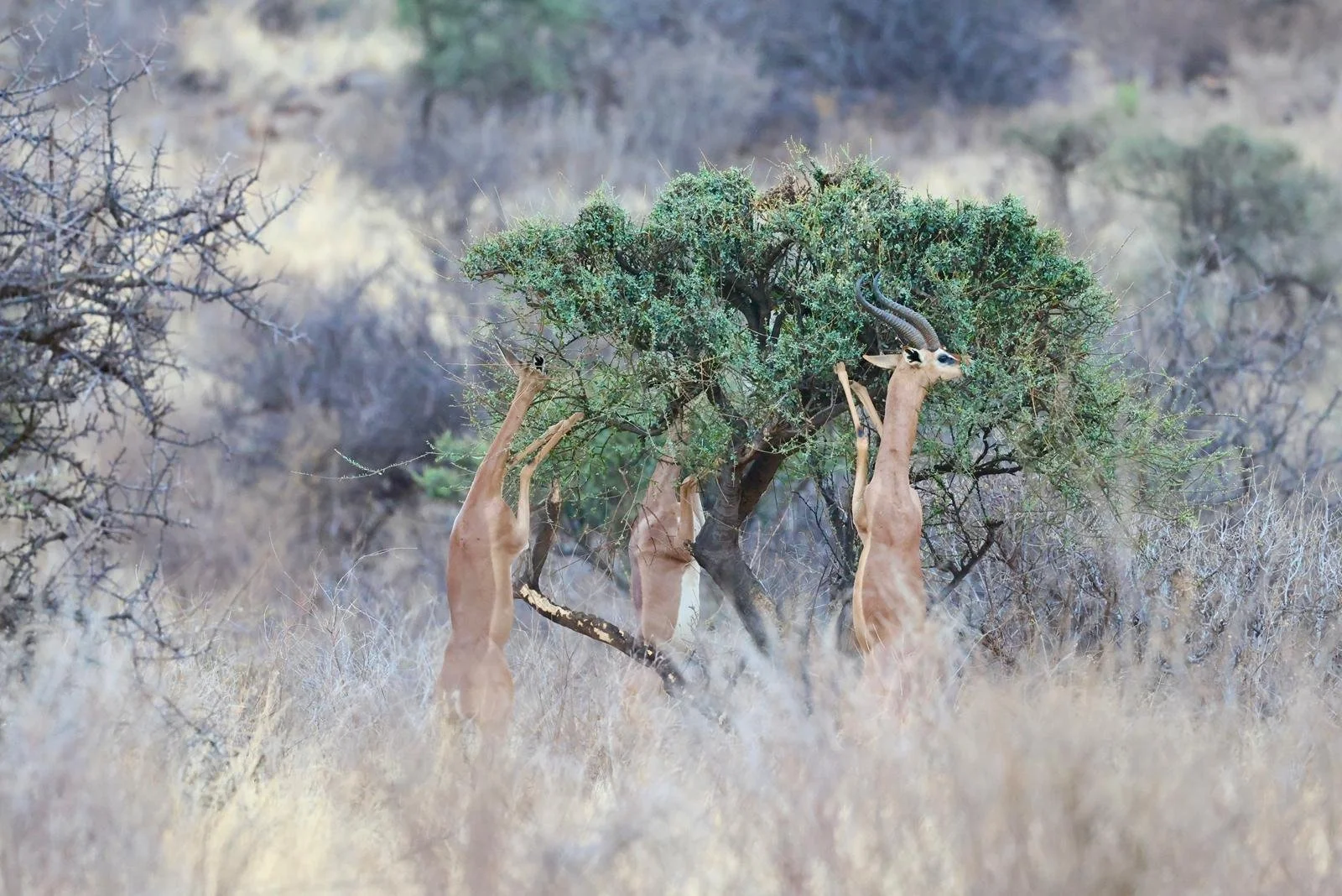 WhatsApp Image 2025-09-29 at 08.08.37.jpeg