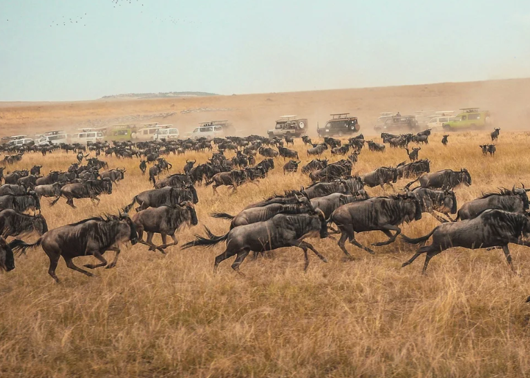 The Great Migration in East Africa 2026: The Ultimate Guide