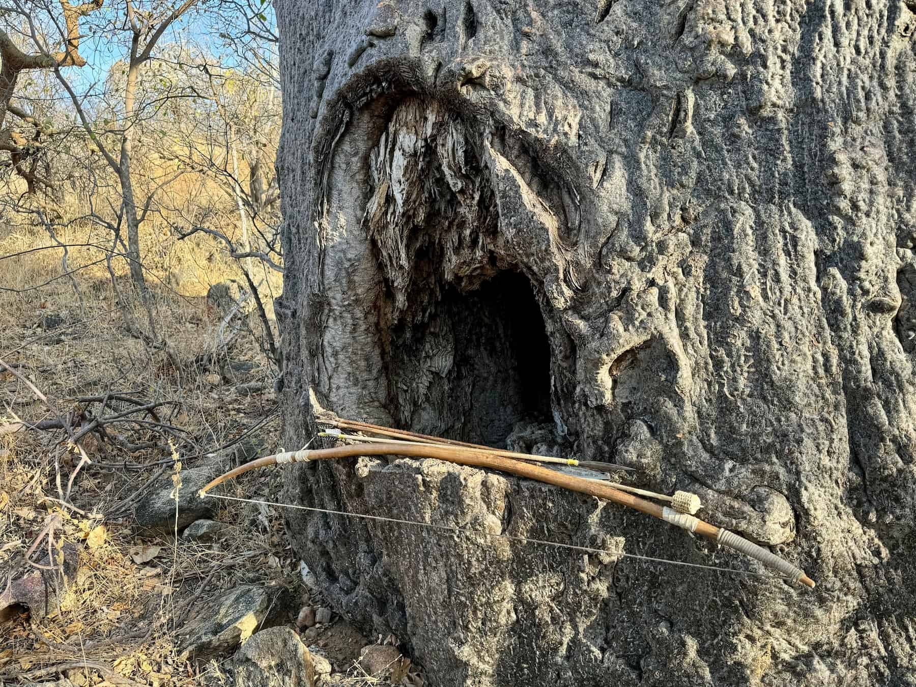 Bow and arrows resting in a baobab
