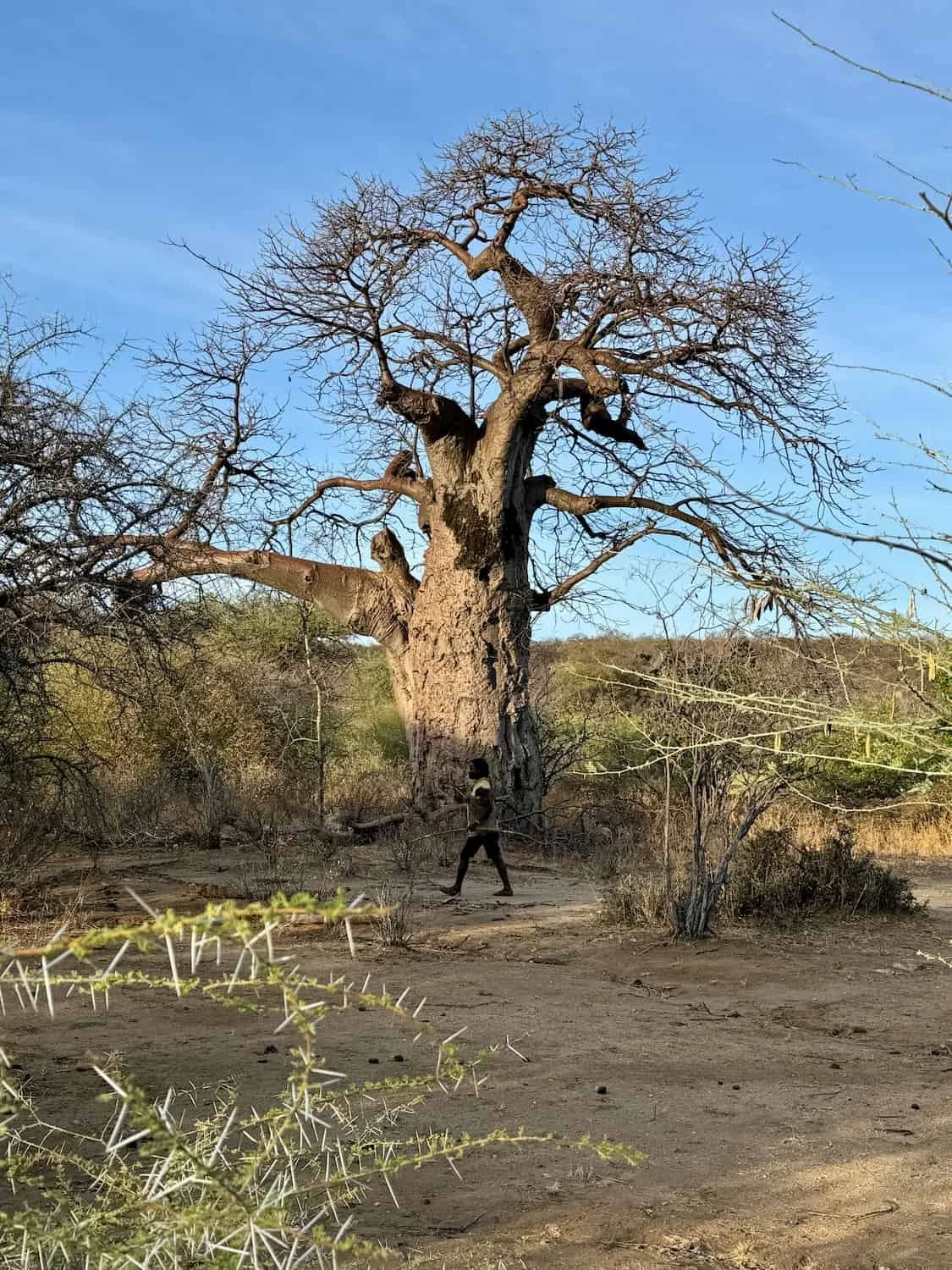 Hadzabe and a baobab Lake Eyasi