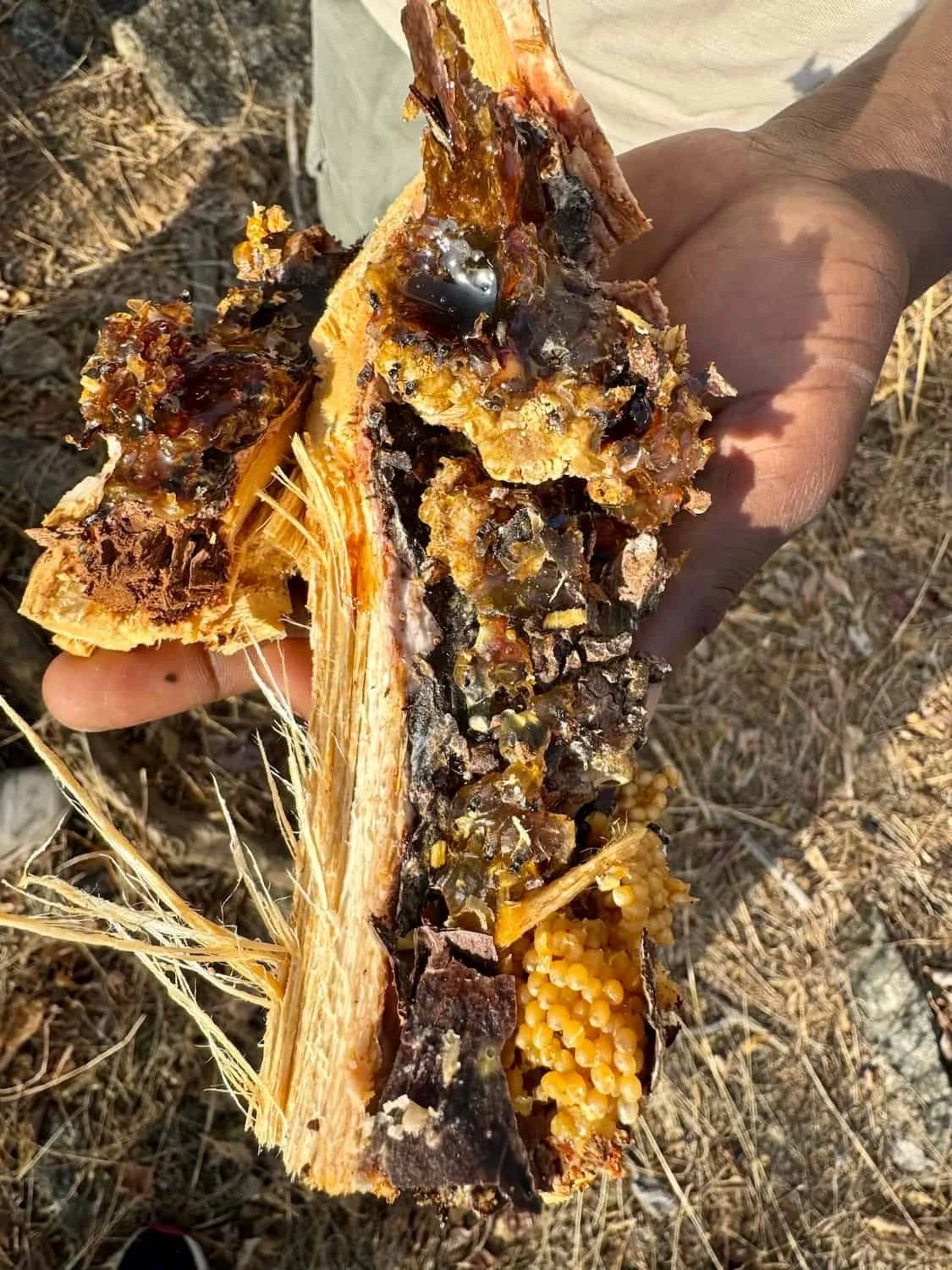 Honey from a baobab branch