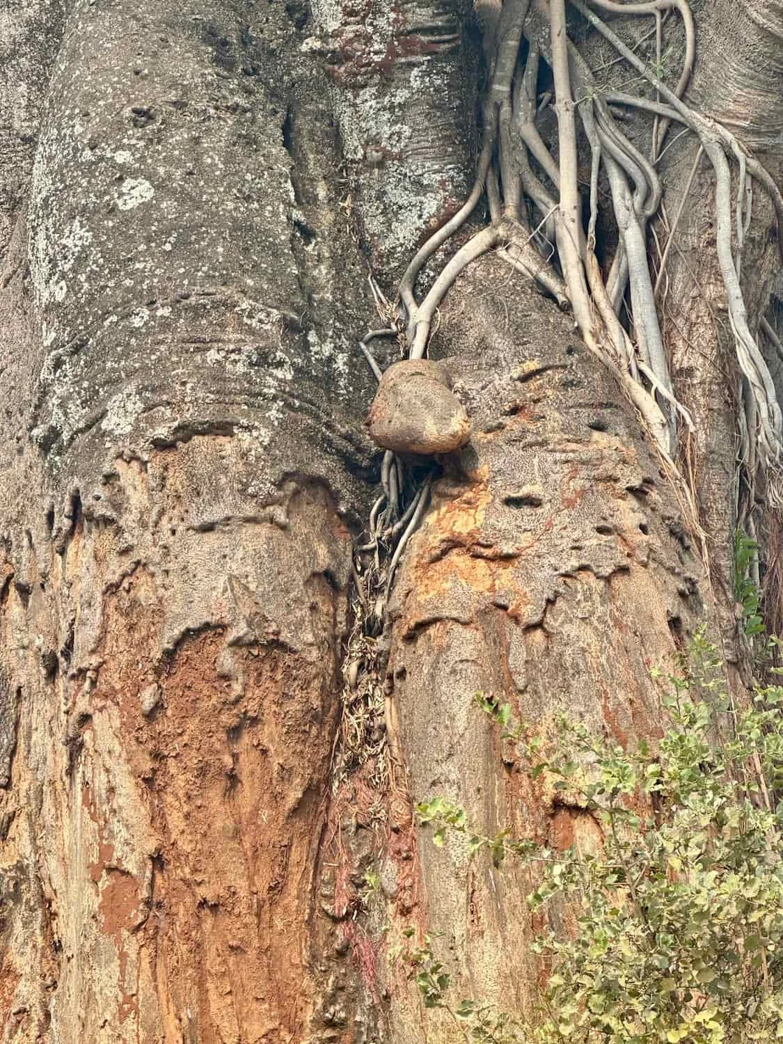 Elephant damage to a Tarangire baobab