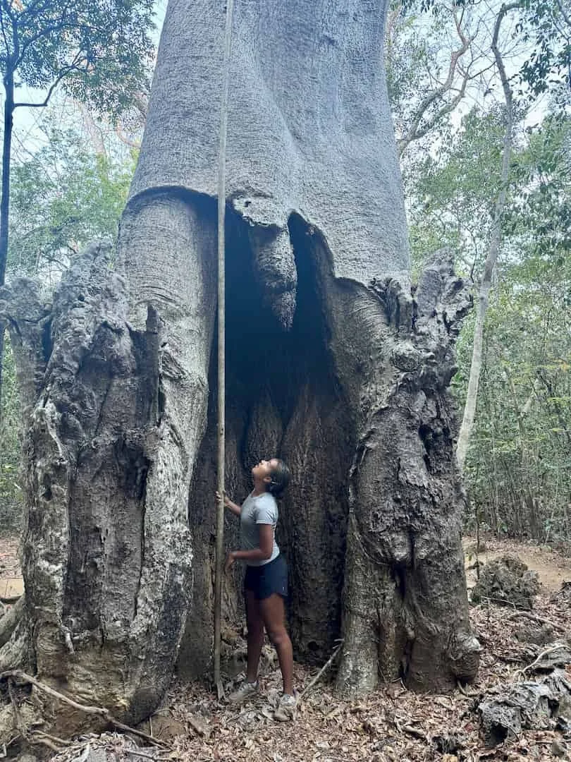 Anjajavy's 'Giant Baobab'