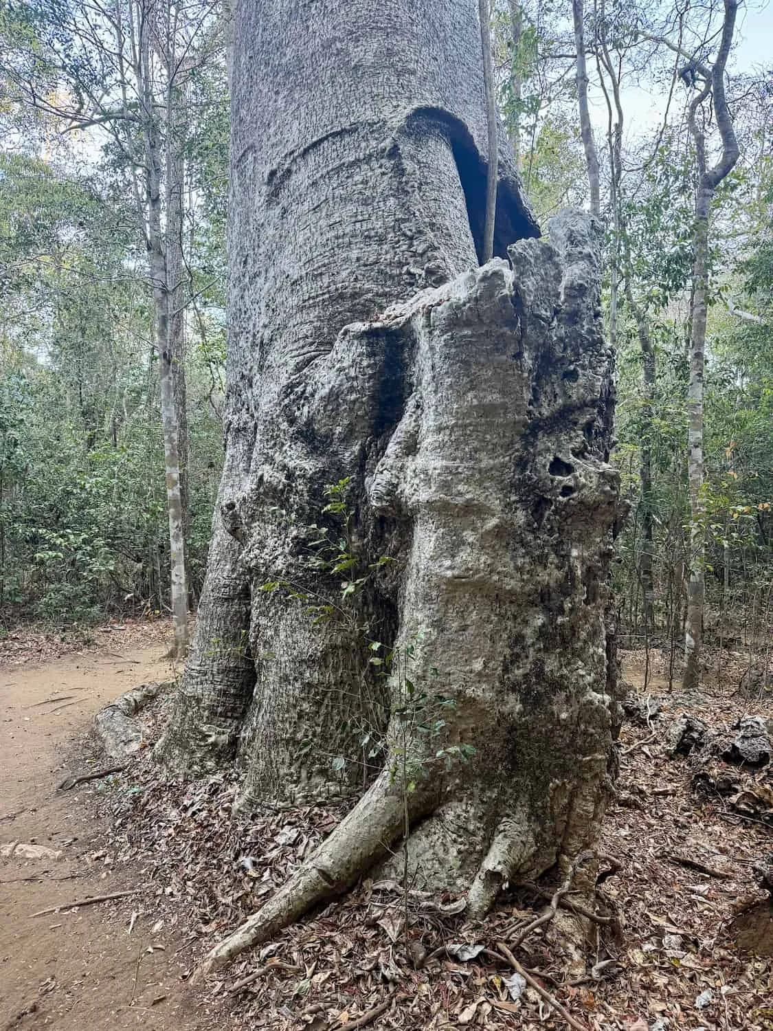 Storm damage to Anjajavy's 'Giant Baobab'
