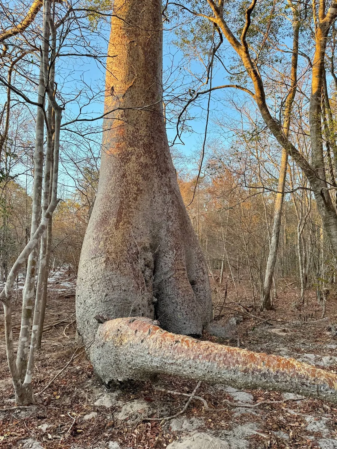 Root of Adansonia rubrostipa