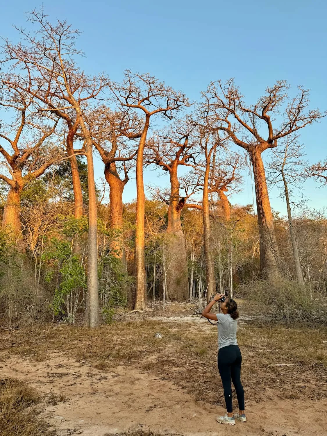 Birding in a baobab grove