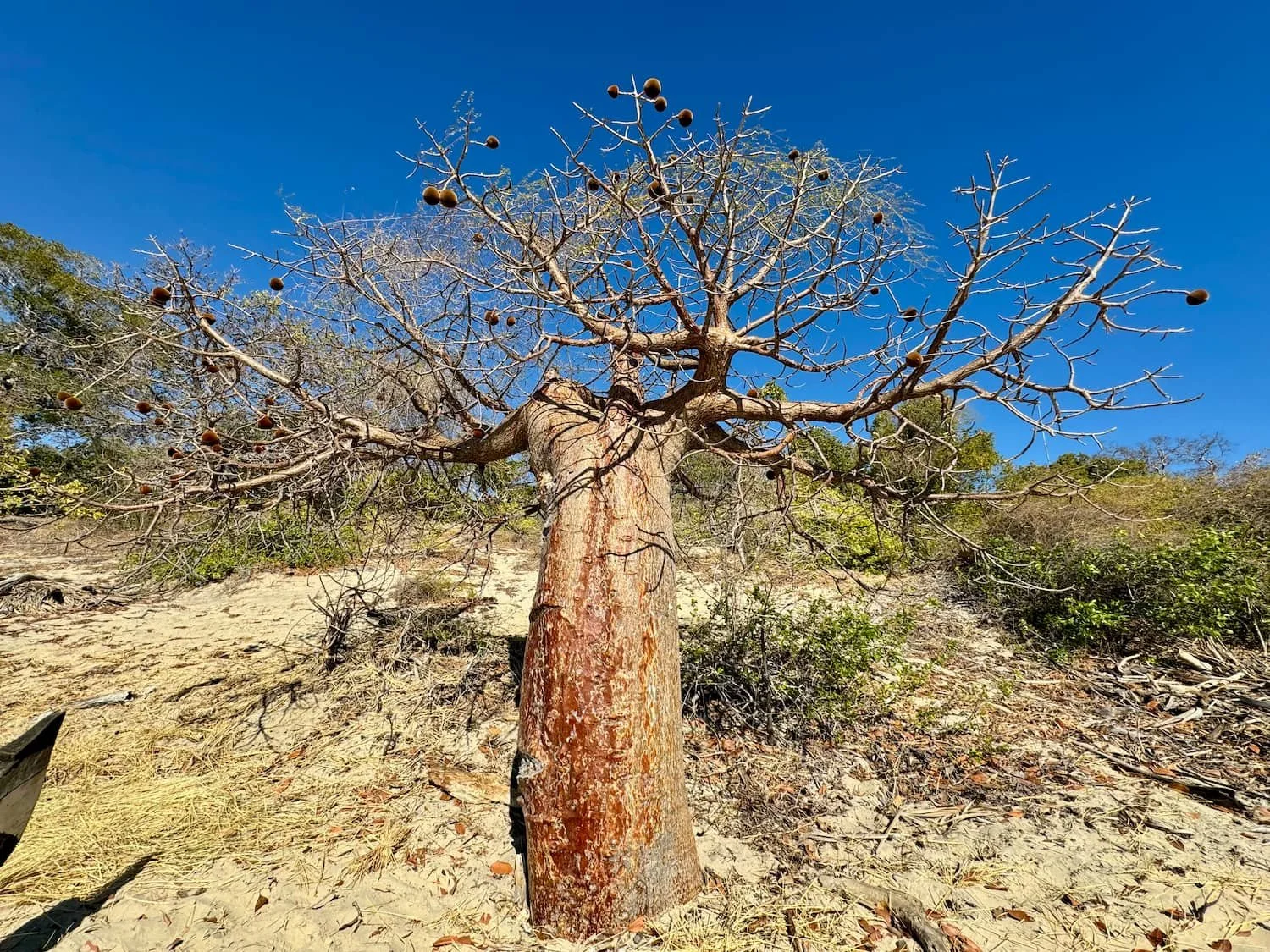Adansonia rubrostipa on Anjajavy's beach