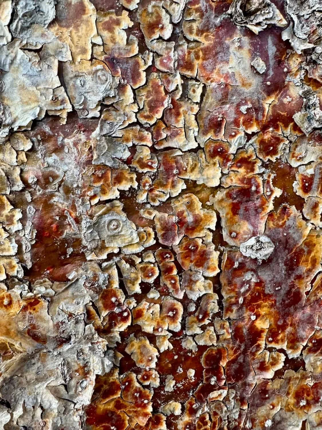 Bark of Adansonia rubrostipa