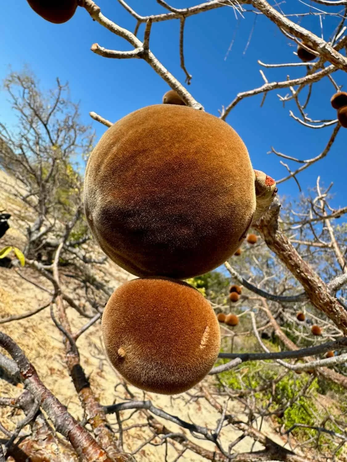 Baobab fruit Adansonia rubrostipa