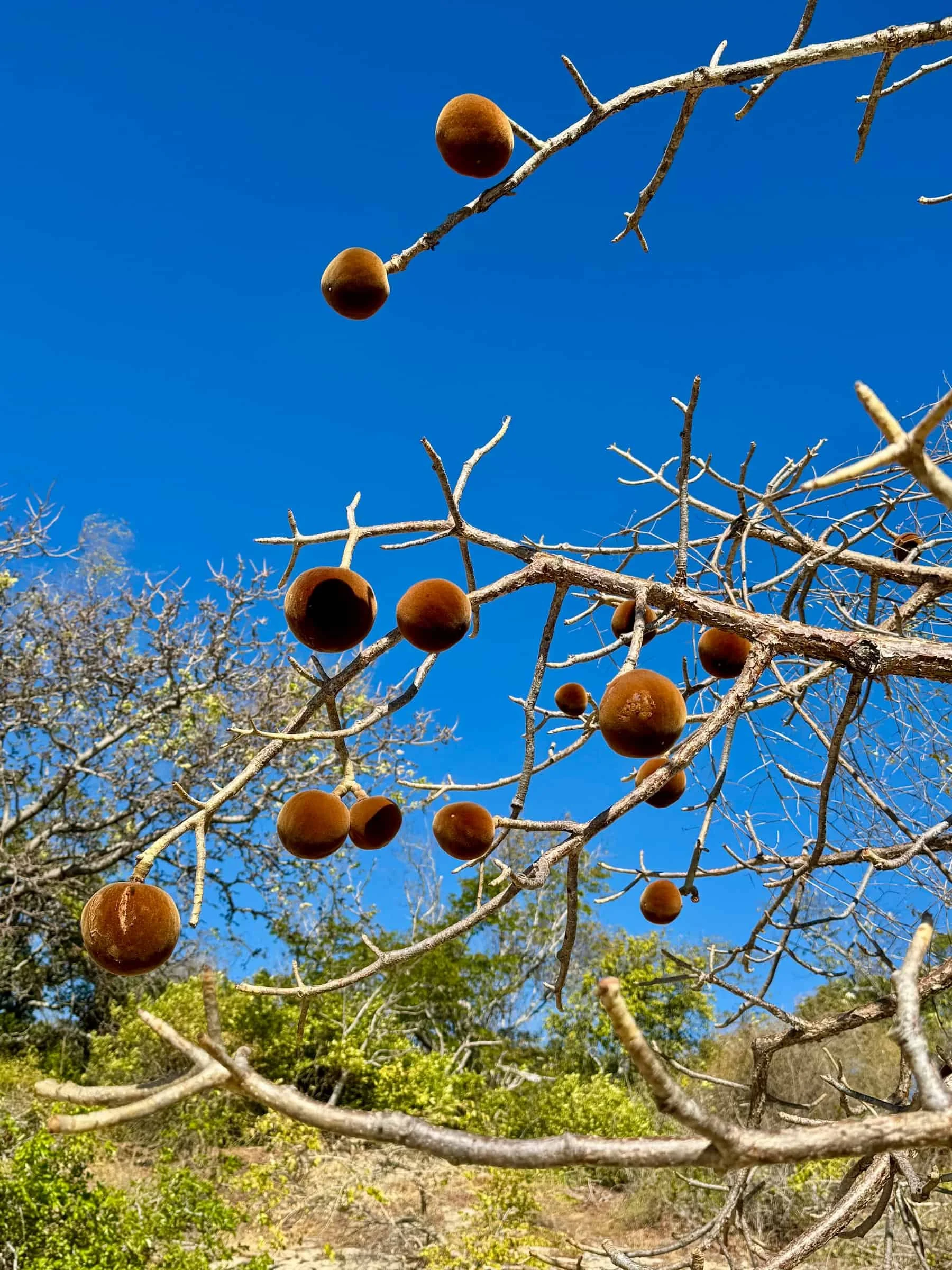 Fruit of the Adansonia rubrostipa