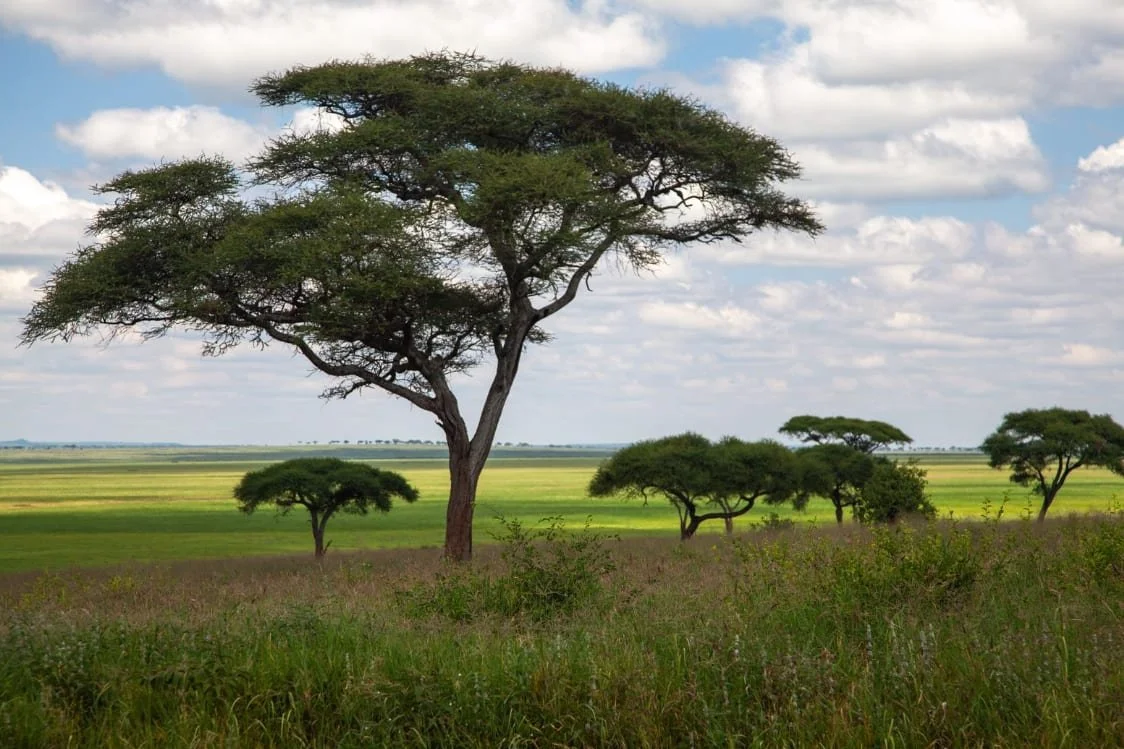 East Africa Travel Tips 2026: The Ultimate Glossary Guide