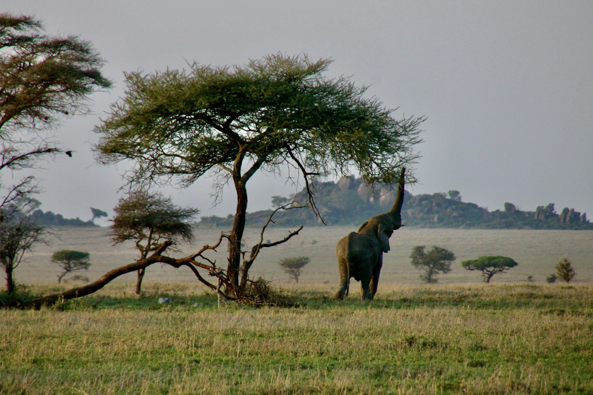 East Africa Packing List: 2026 Guide to Rules & Gear