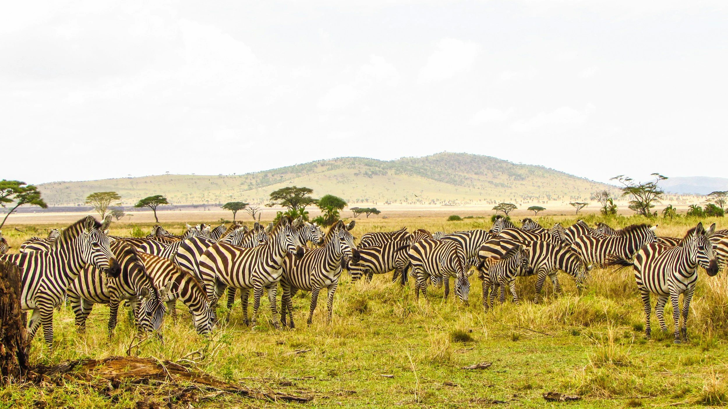 East Africa Best Time to Visit (2026): Season-by-Season